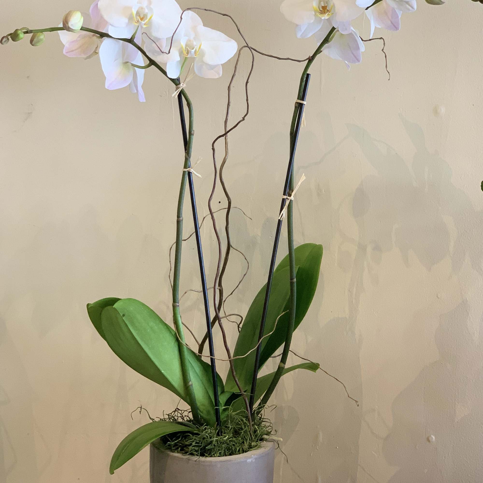 Potted white orchid plant with two tall flowering stems