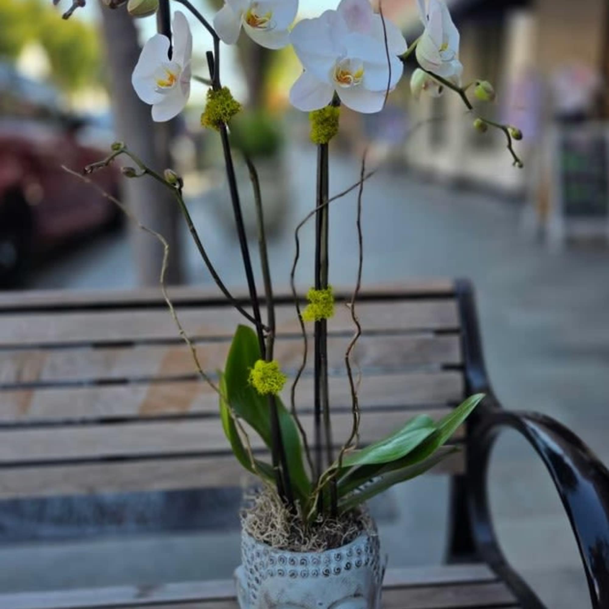 White orchid stems in a decorative face-shaped pot on a bench