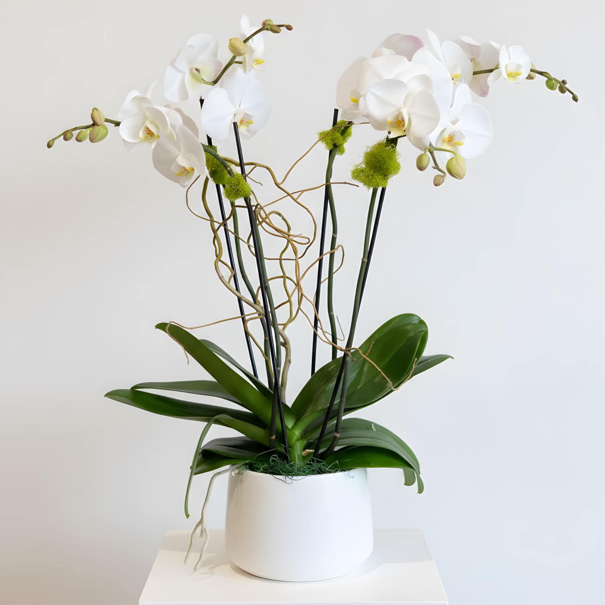 This orchid arrangement features 2 large double stemmed phalaenopsis orchid plants in