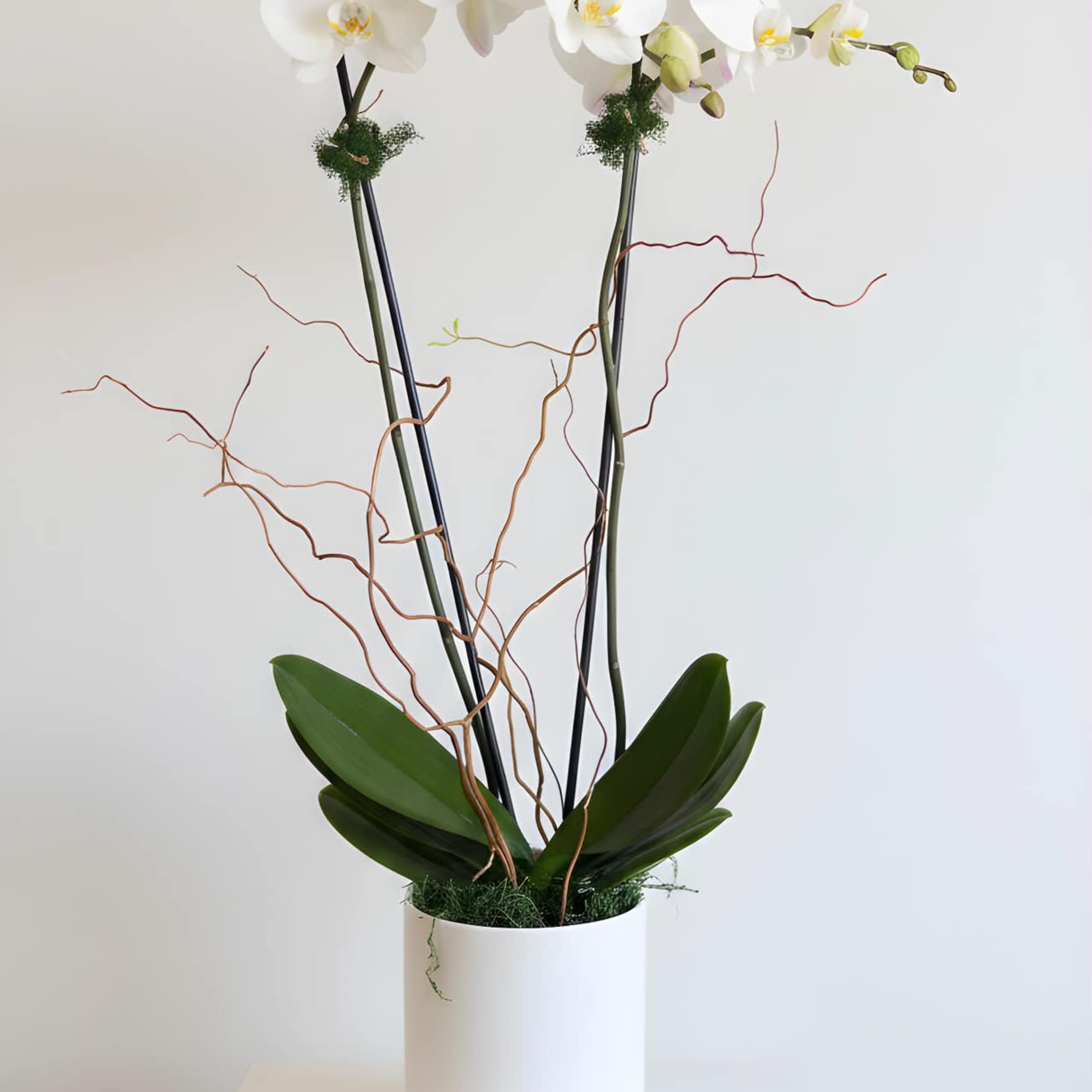 A double stem orchid placed into a cement container accompanied by moss.