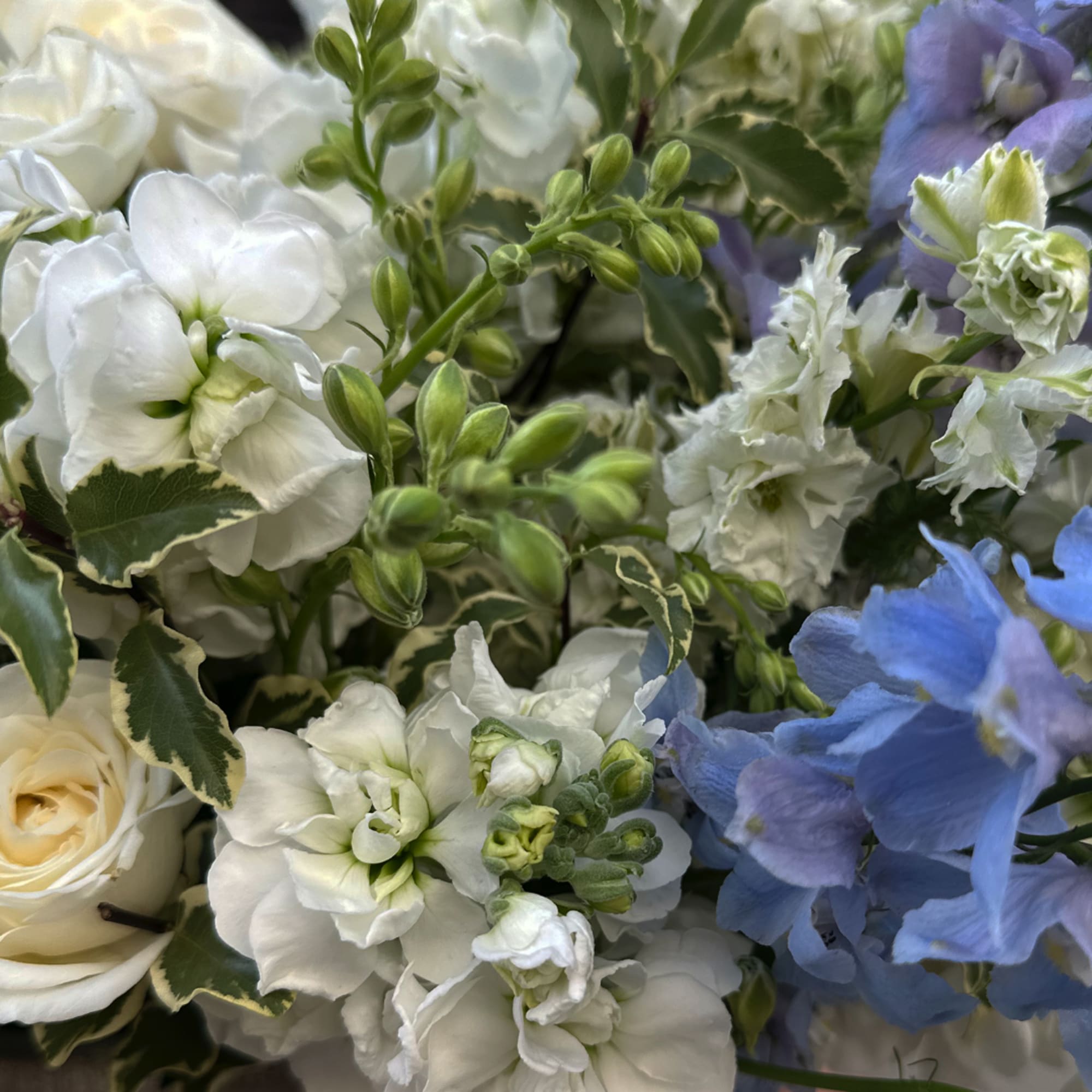 White and blue flowers in a close-up bouquet