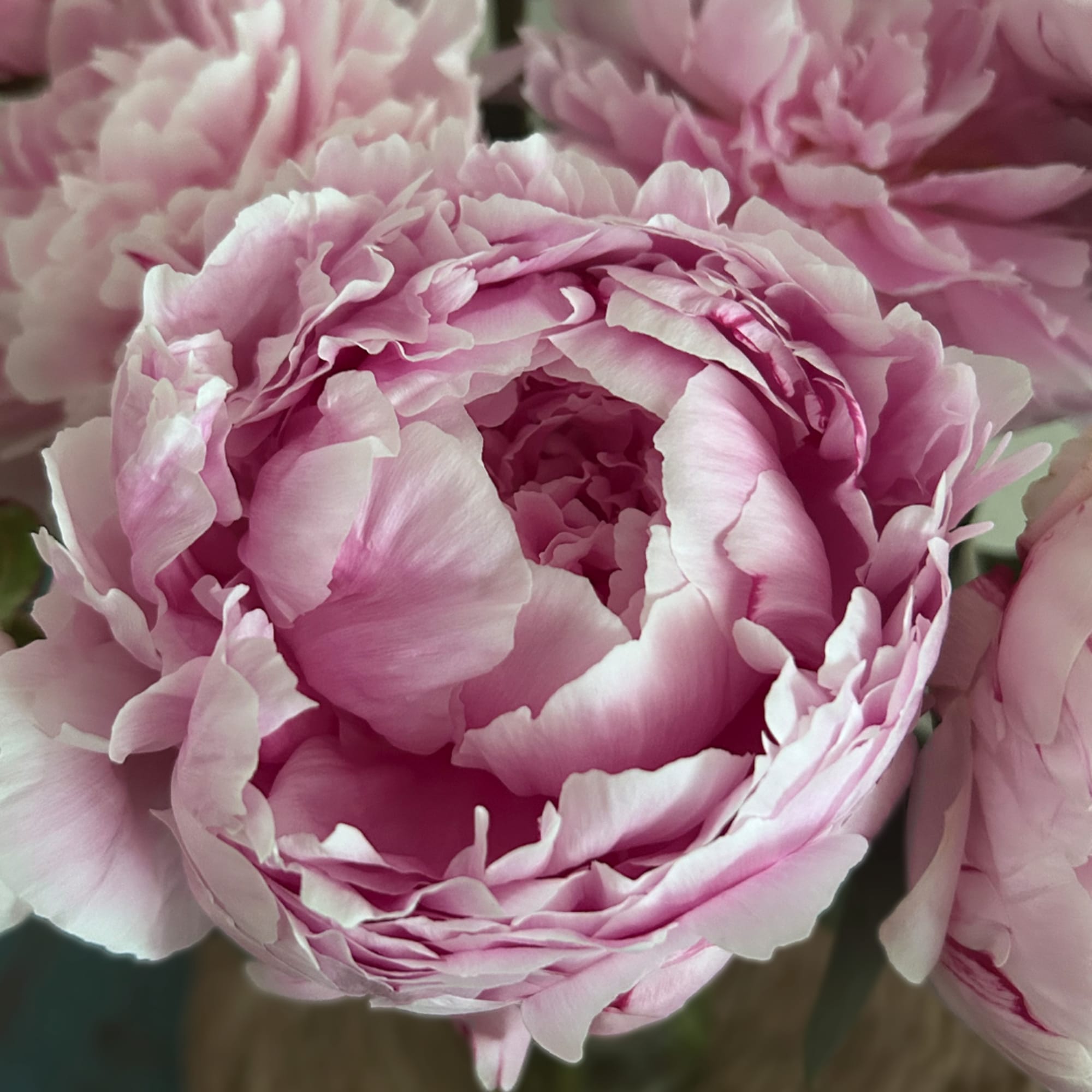Close-up of pink peony blooms with layered petals