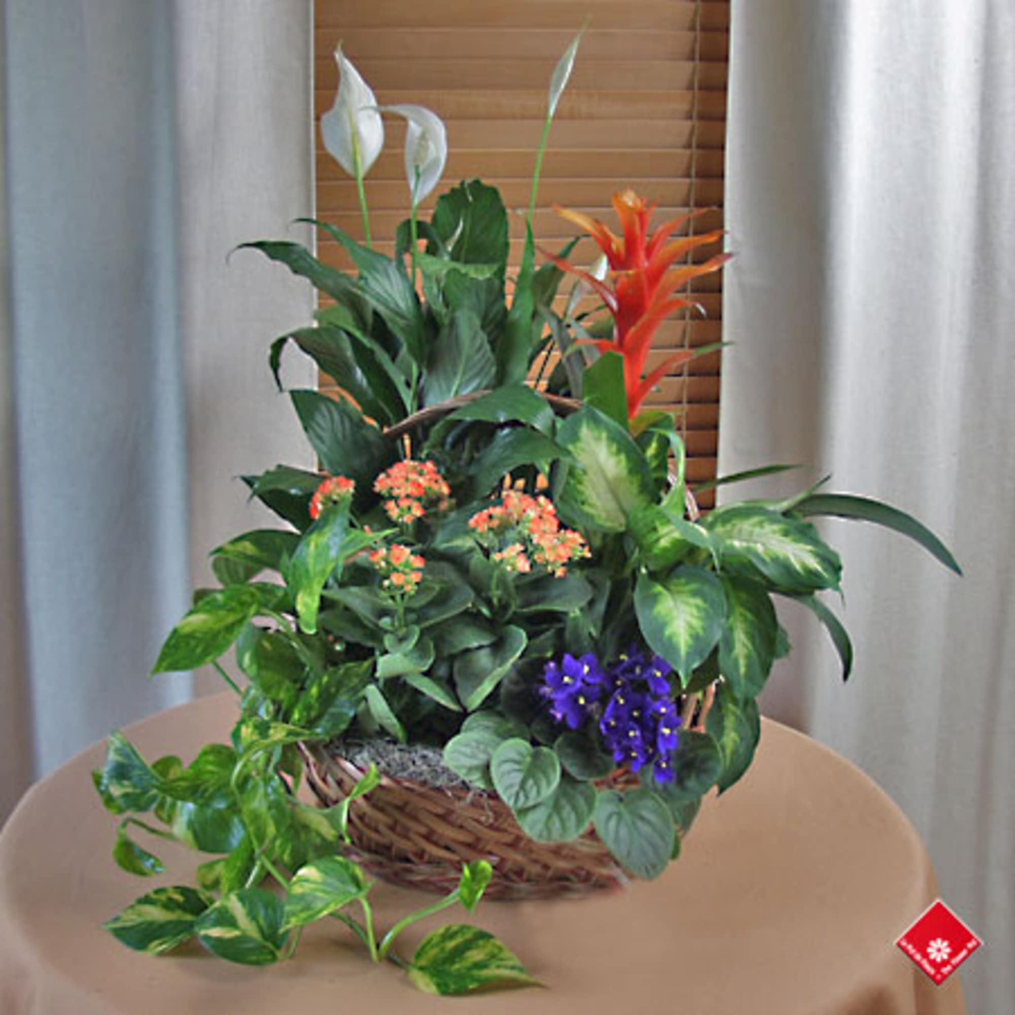 Mixed potted plant arrangement in a wicker basket with white, orange, and purple blooms