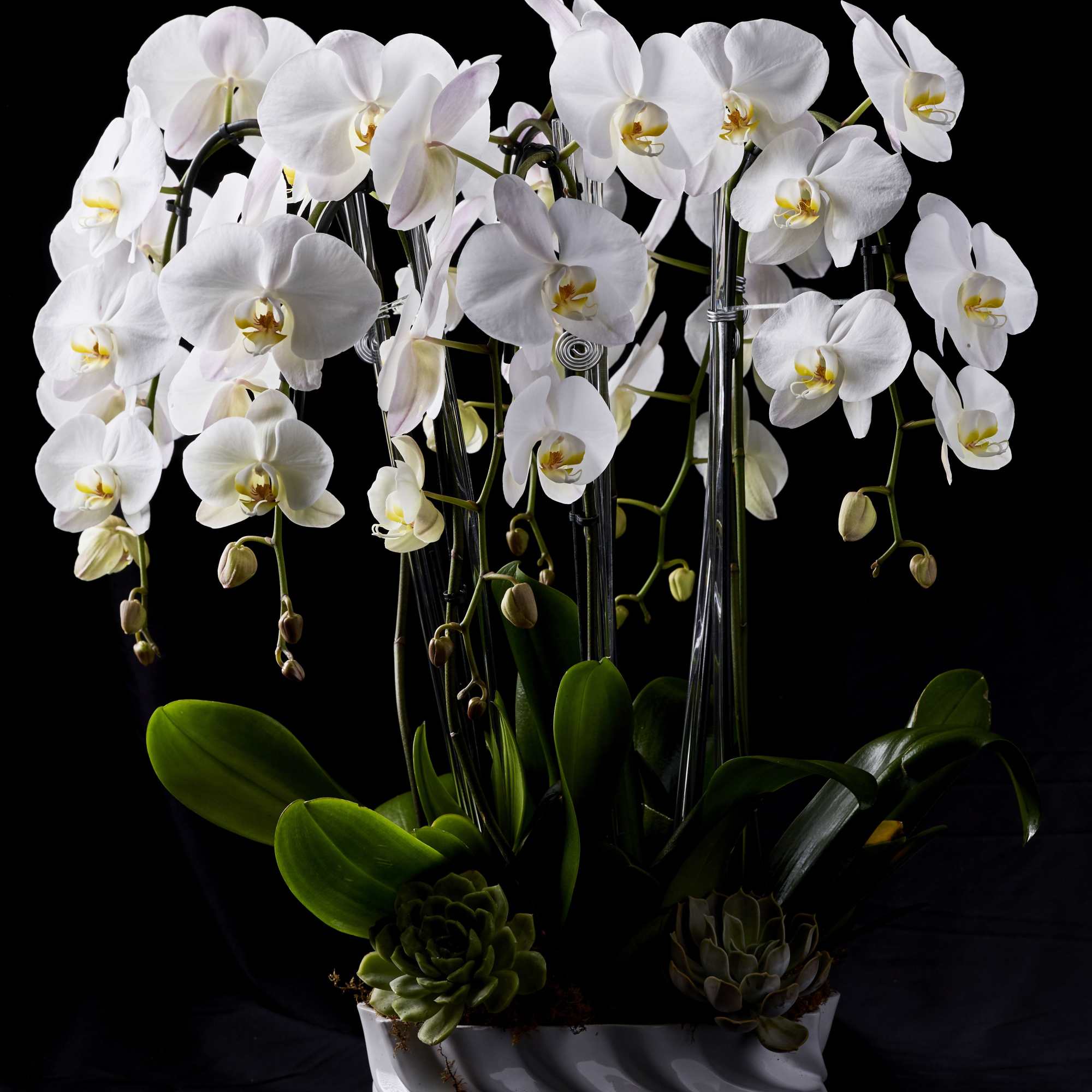 White orchids in a white ceramic planter with succulents