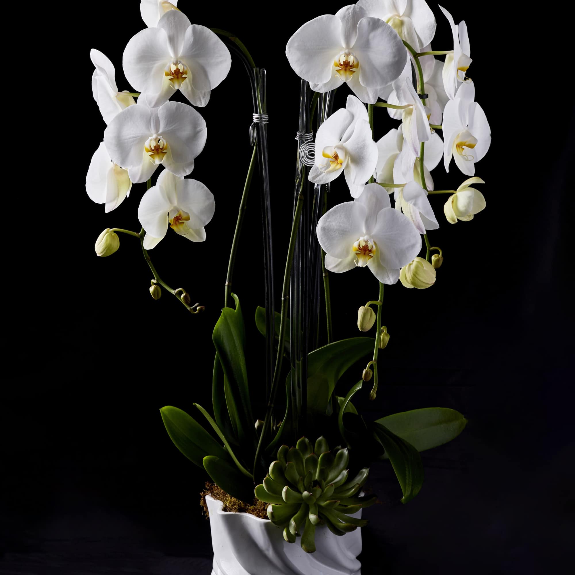 White orchids arranged in a white ceramic pot with a succulent accent