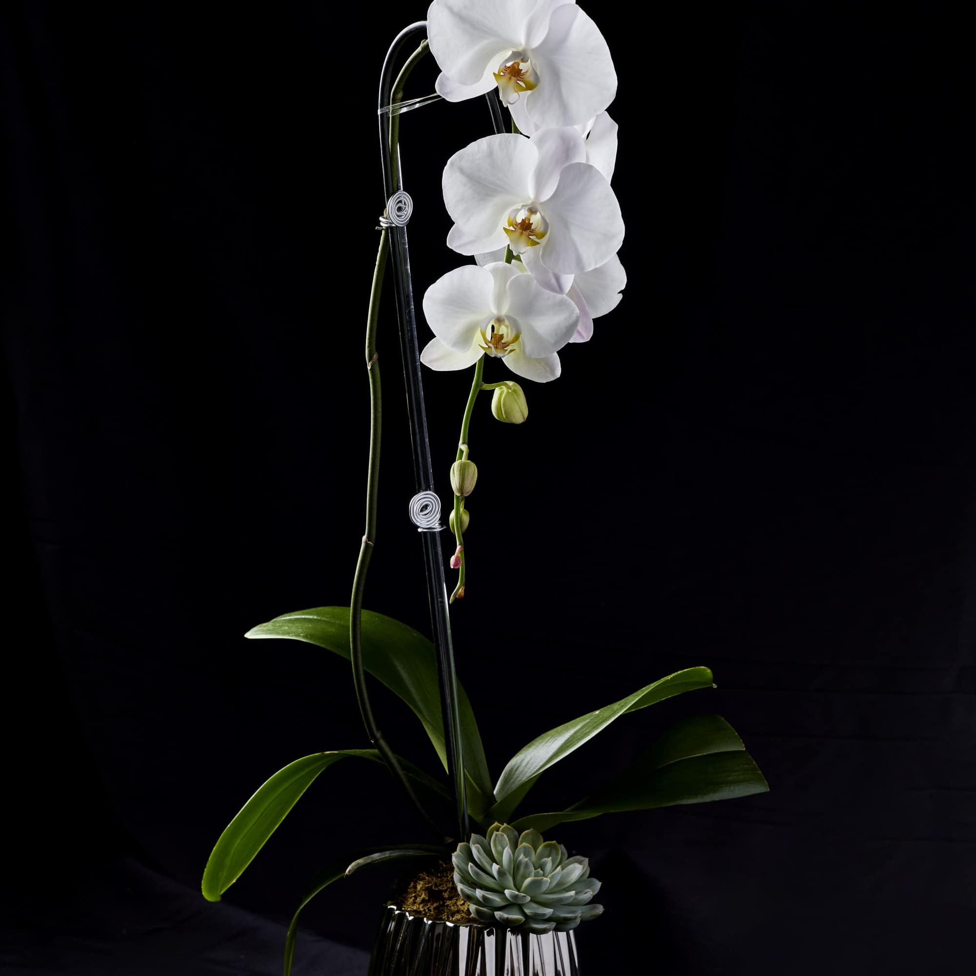 White orchid plant in a black pot with a small succulent accent