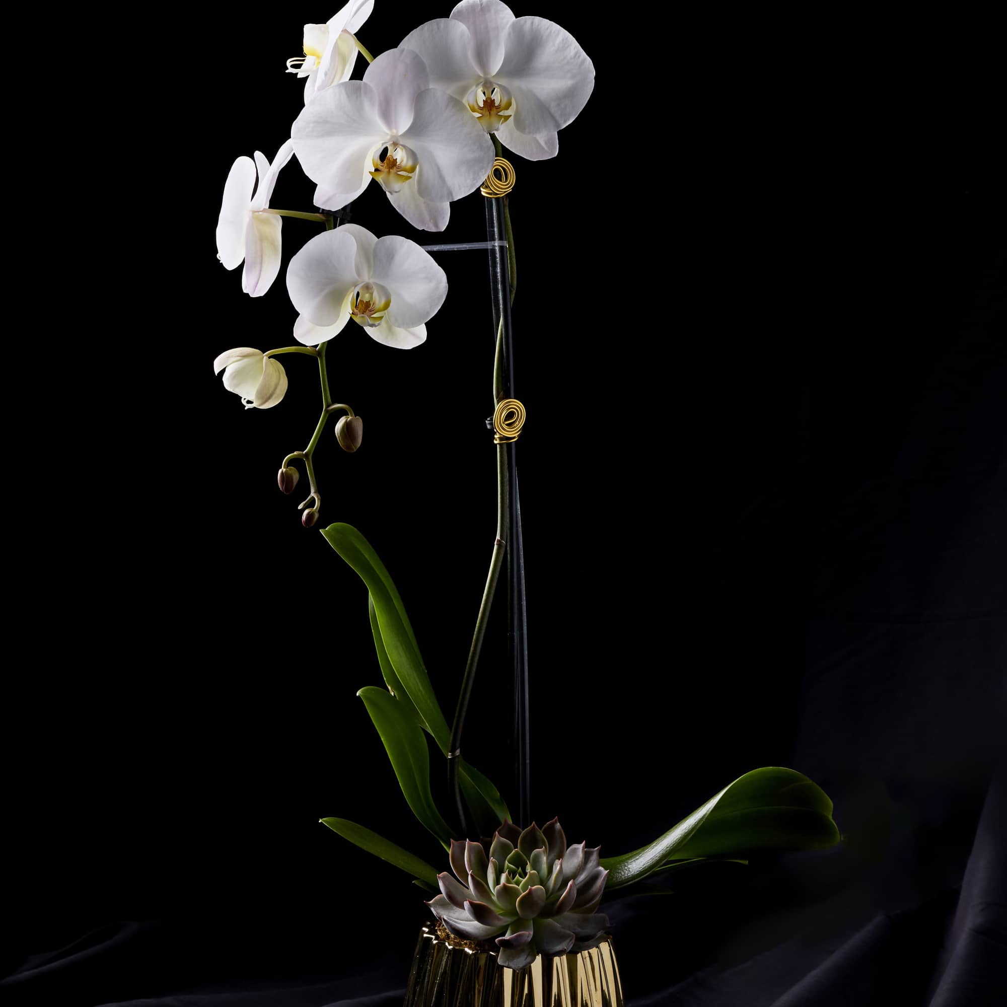 White orchids in a gold vase with a succulent base