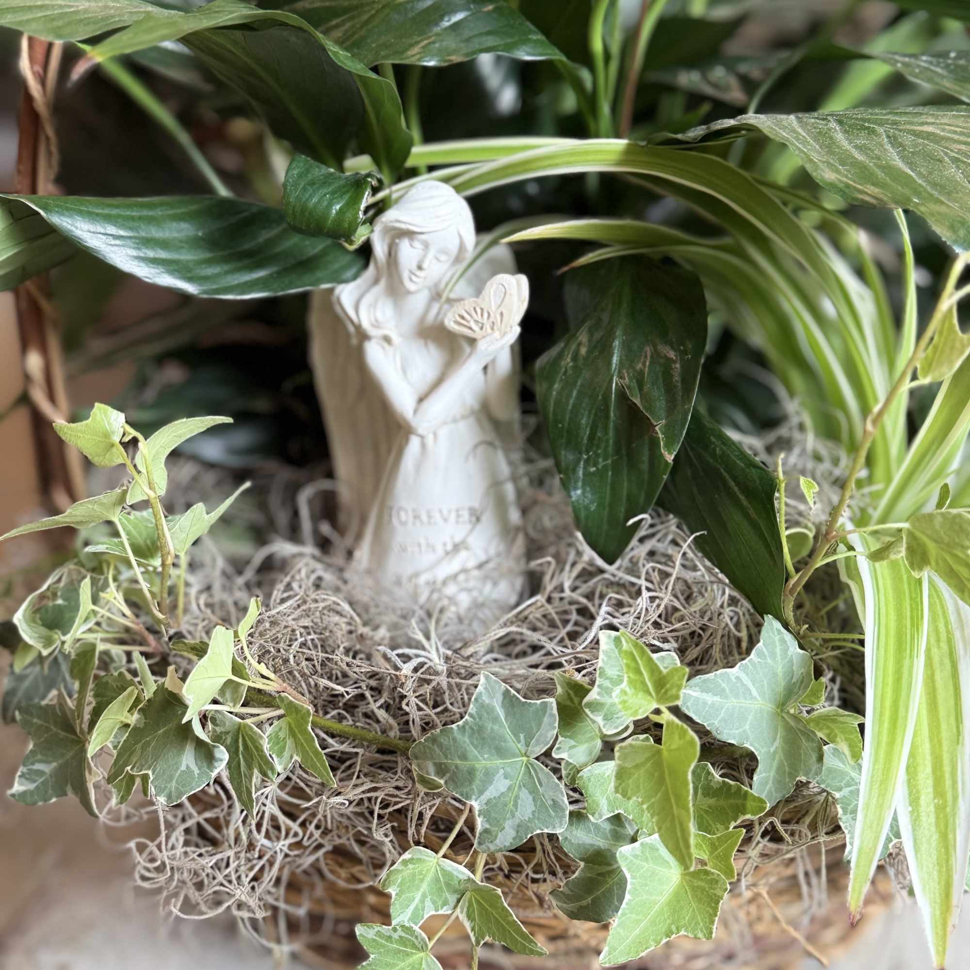 A serene potted plant arrangement centered on glossy green foliage and soft