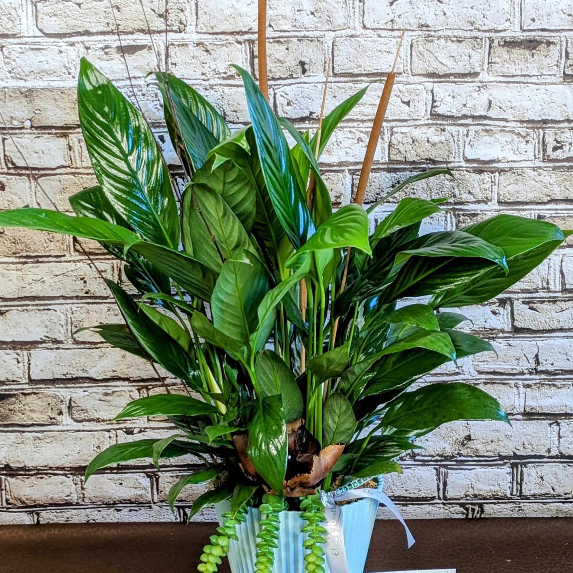 Potted green houseplant in a light blue ribbed pot with trailing succulent accents.