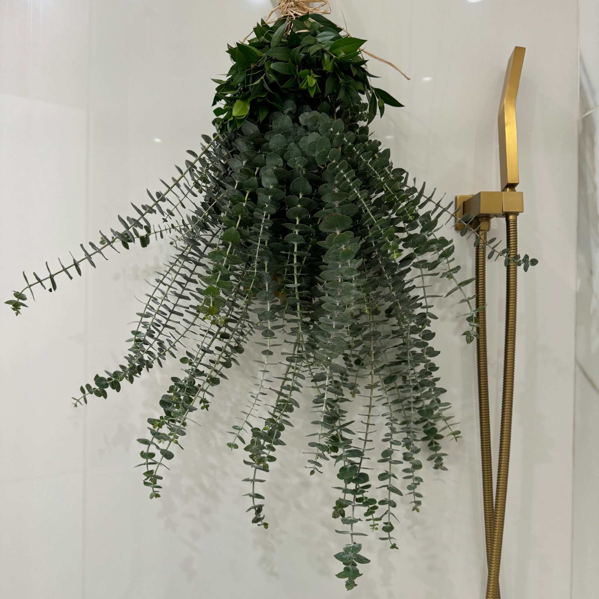 Hanging bundle of eucalyptus greenery tied with twine