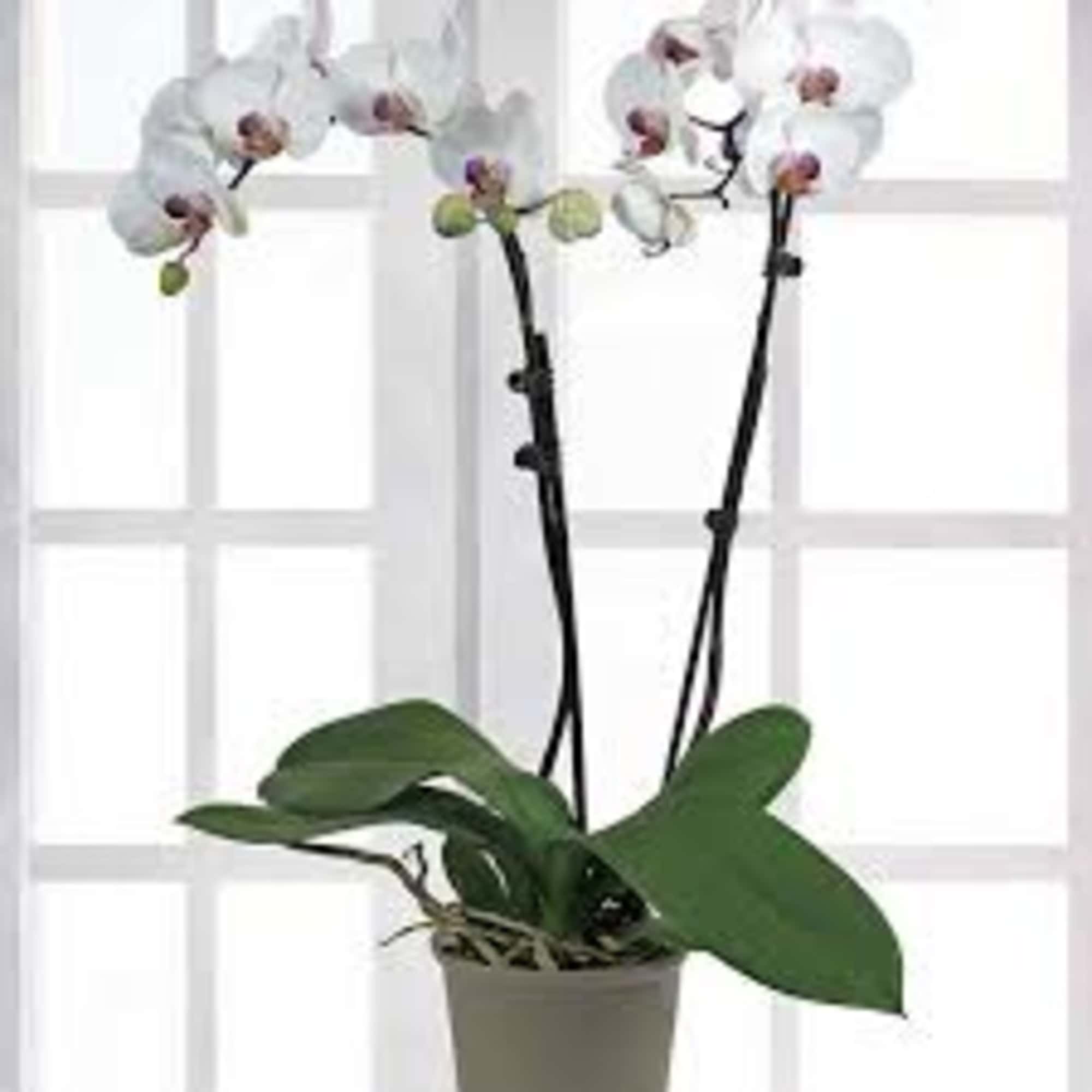 White orchid plant in a gray pot with broad green leaves