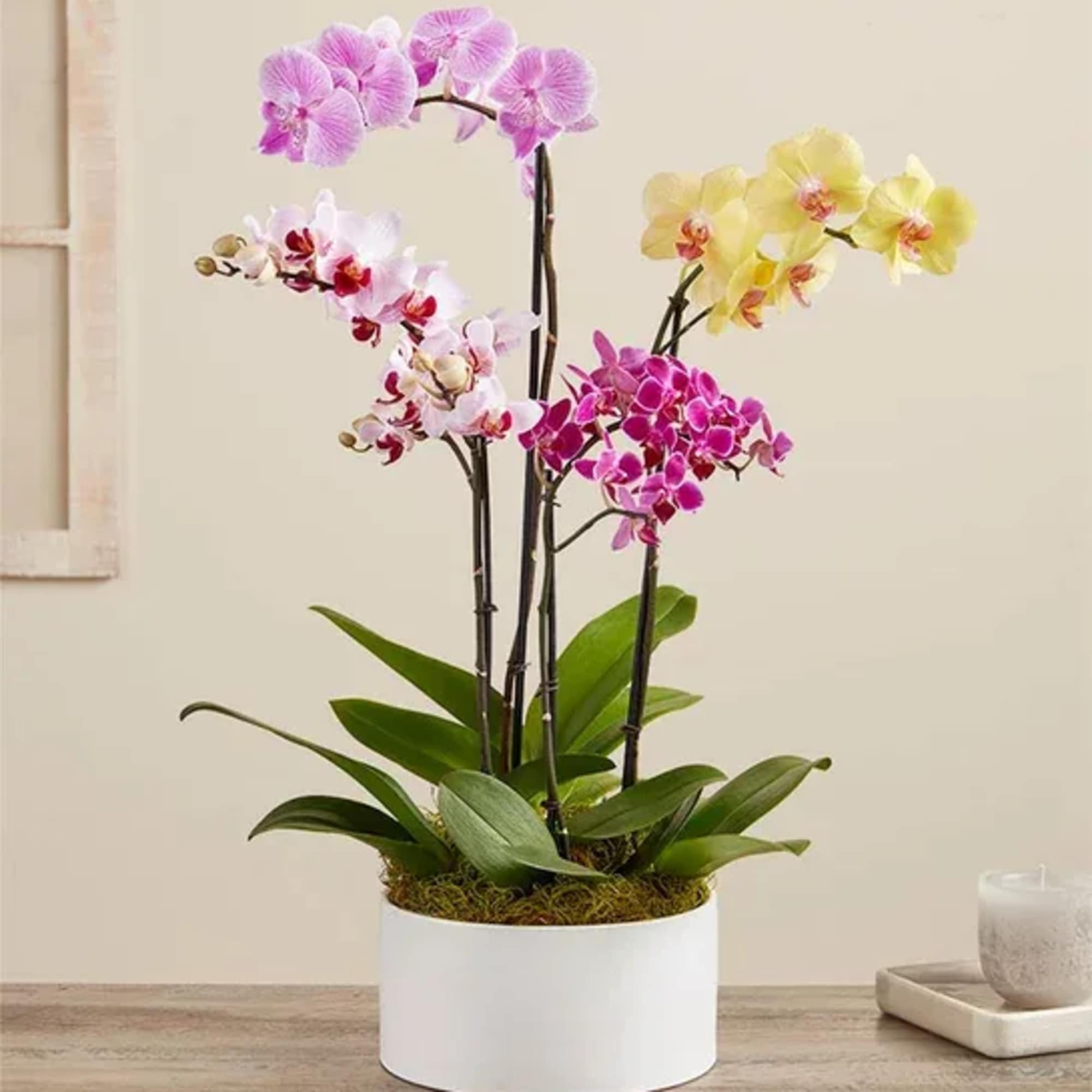 Potted orchid arrangement with pink, white, and yellow blooms in a white planter