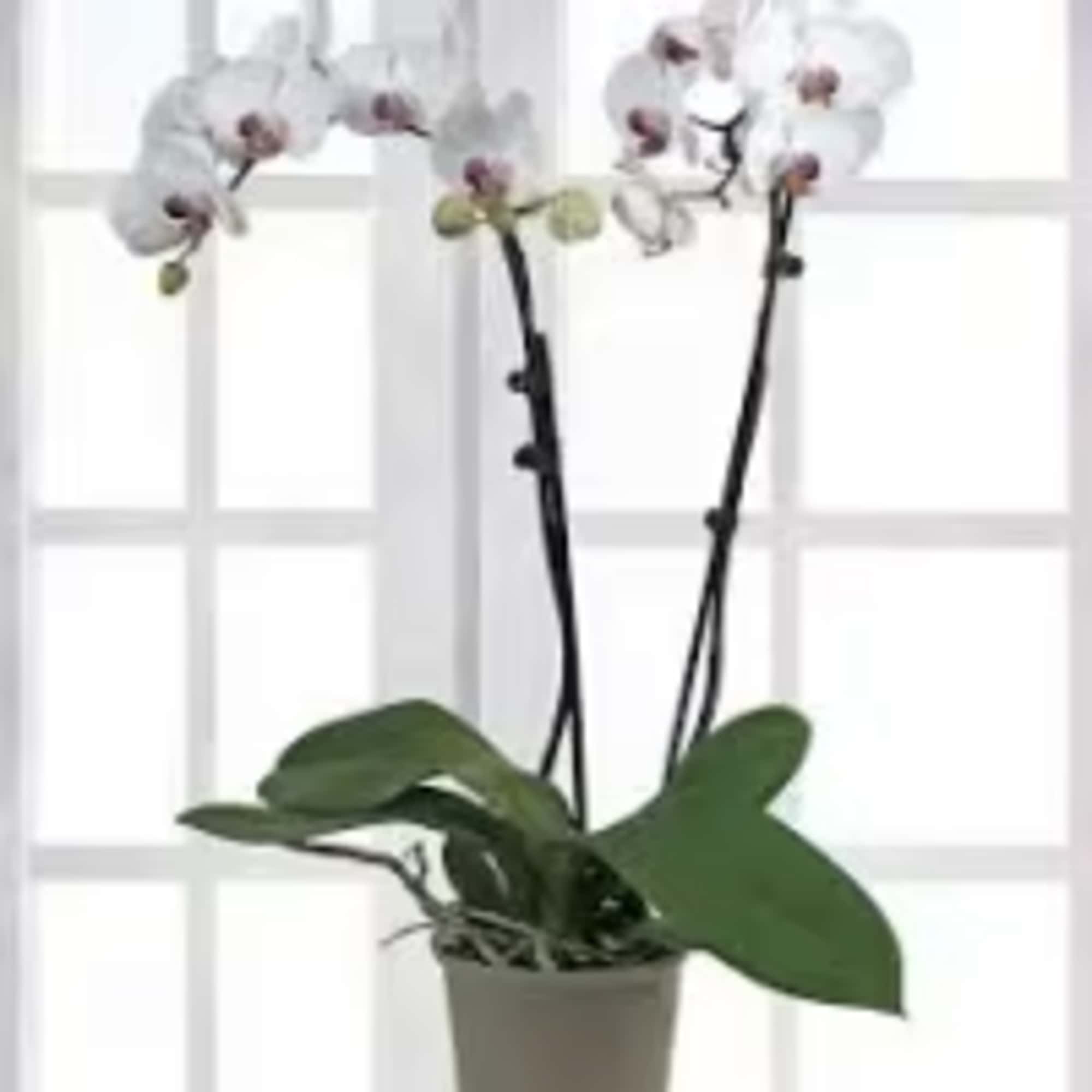 Potted orchid plant with white blooms and broad green leaves