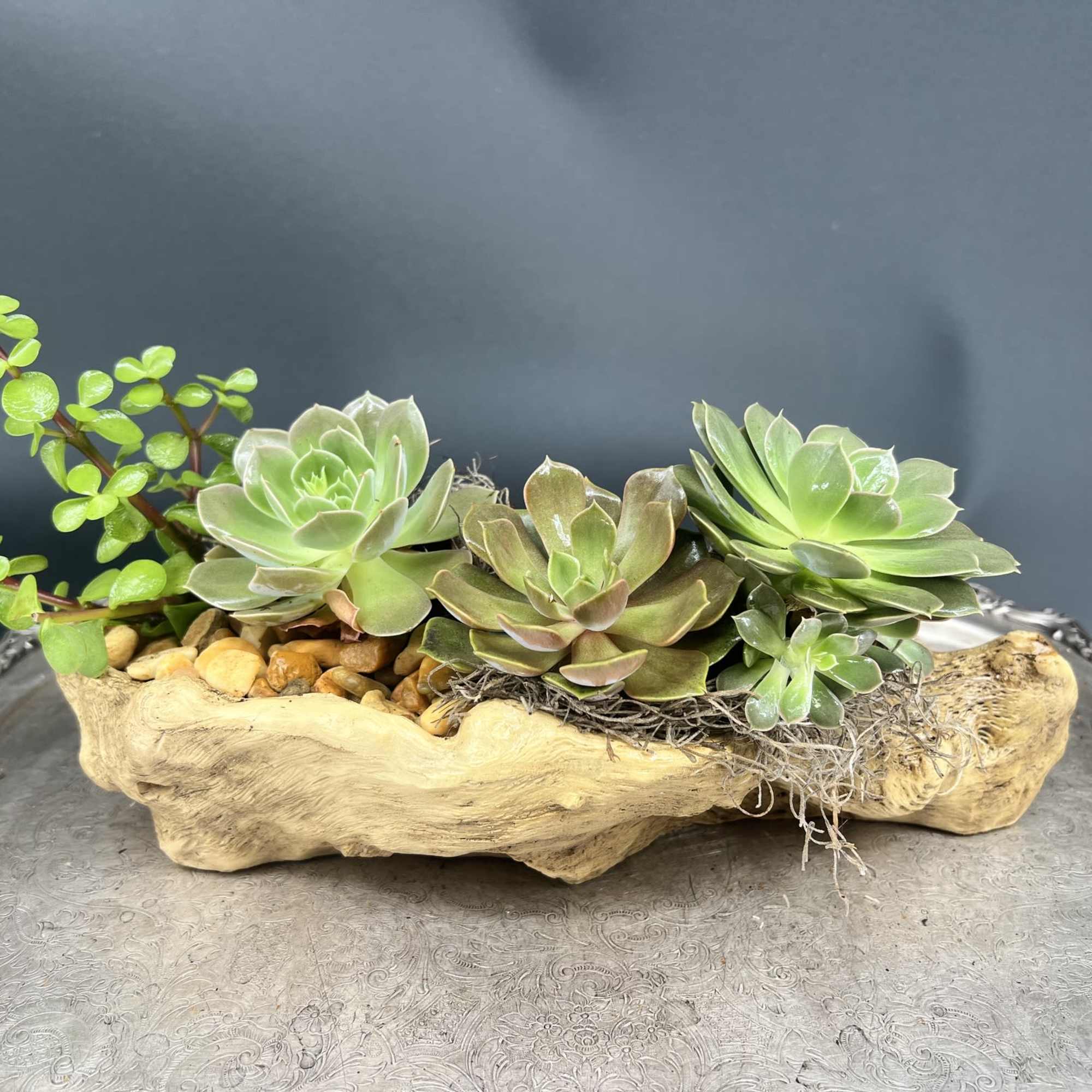 A charming live succulent garden nestled in a natural wooden driftwood aesthetic