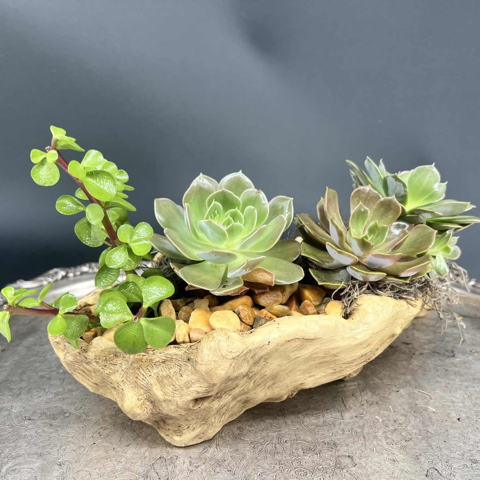 A charming live succulent garden nestled in a natural wooden driftwood aesthetic, photo 2 of 3