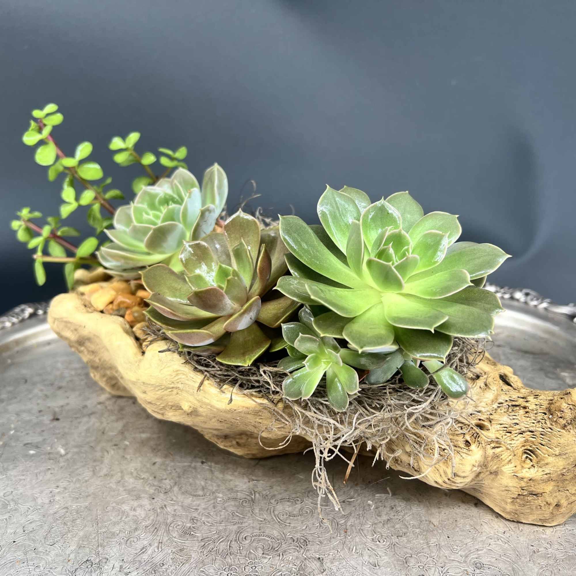 A charming live succulent garden nestled in a natural wooden driftwood aesthetic, photo 3 of 3