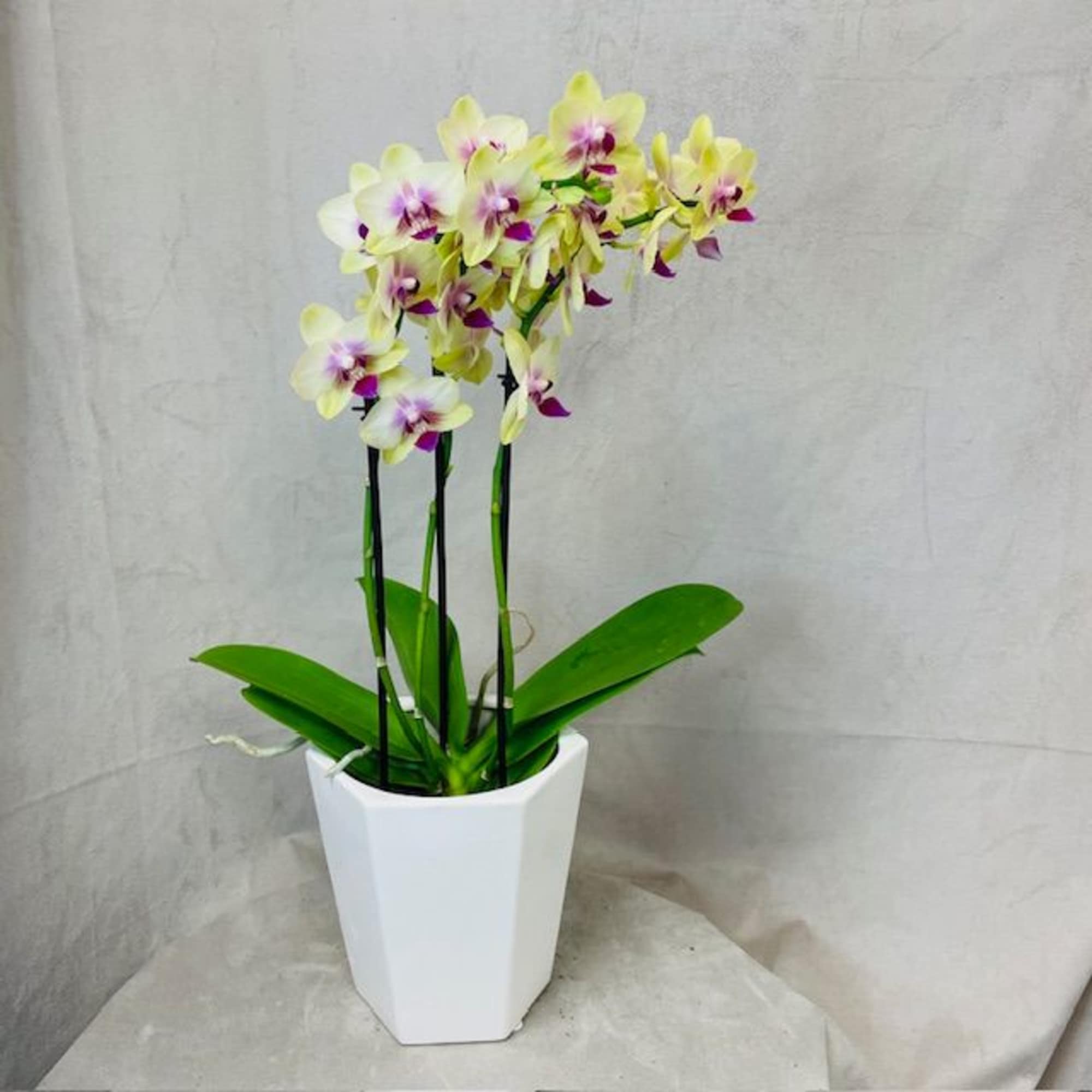 2 Stem Orchid Plant in a 5'' ceramic container. Color and container, photo 2 of 3