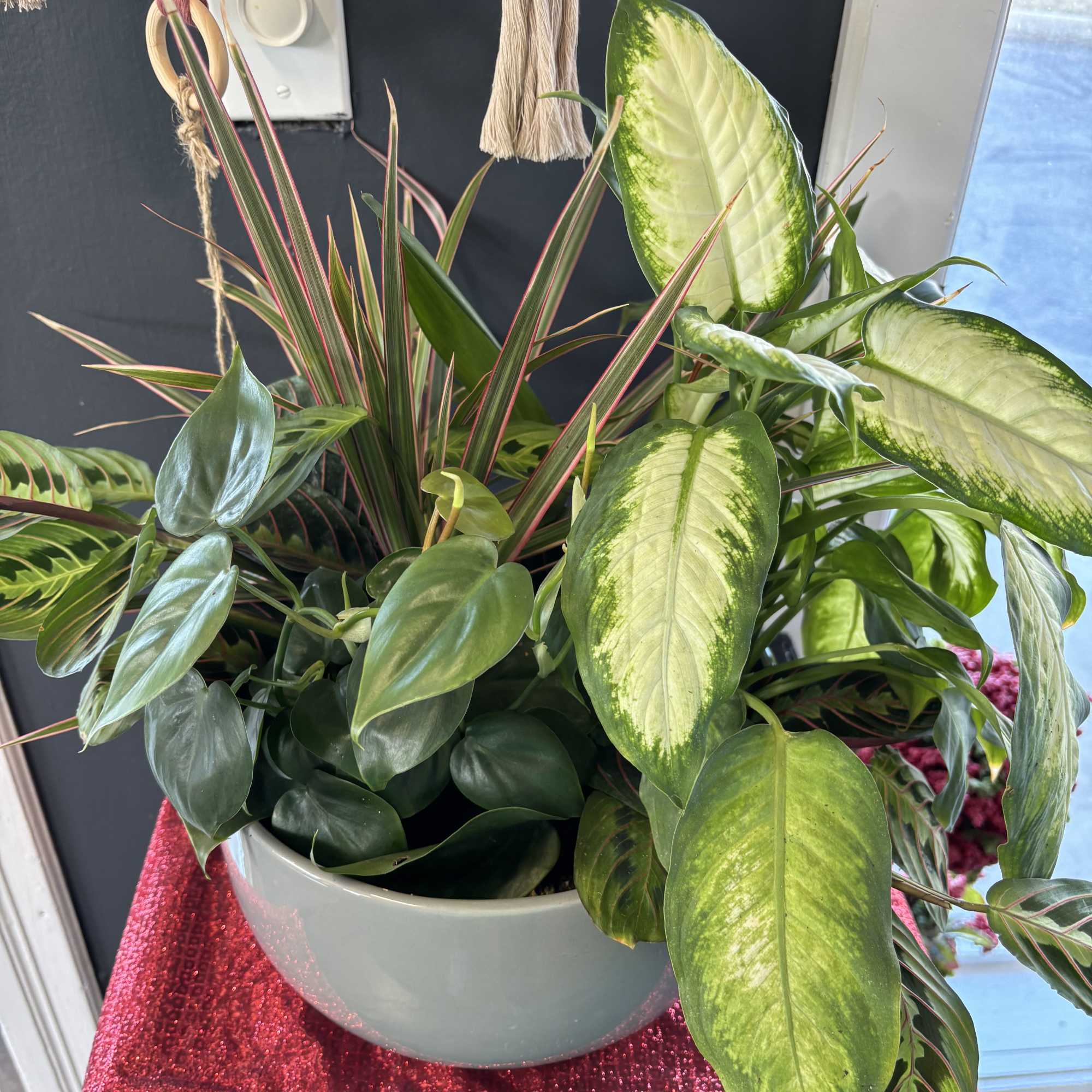 Plant Garden