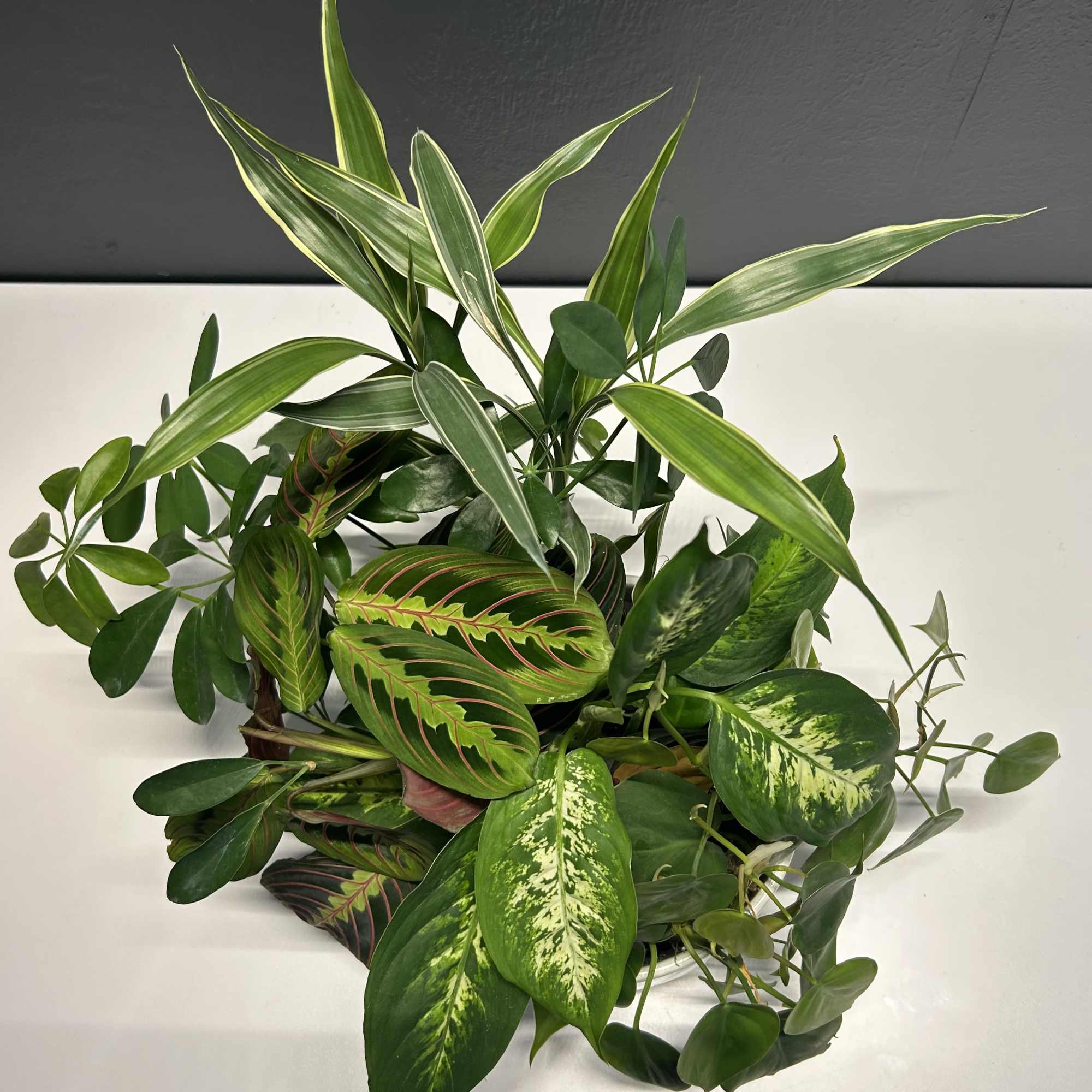 Plant Garden, photo 4 of 4