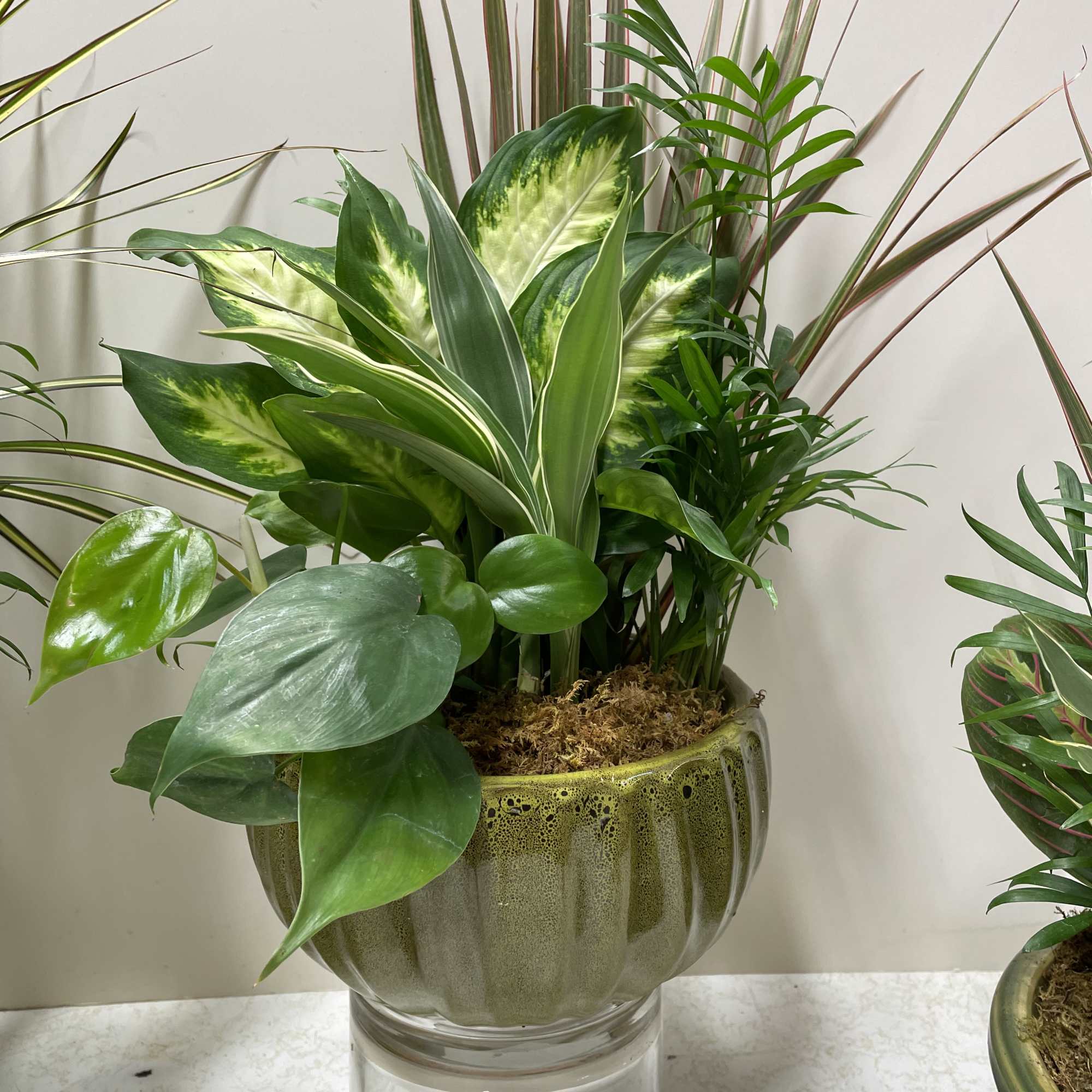 Mixed green houseplants arranged in a glass bowl planter