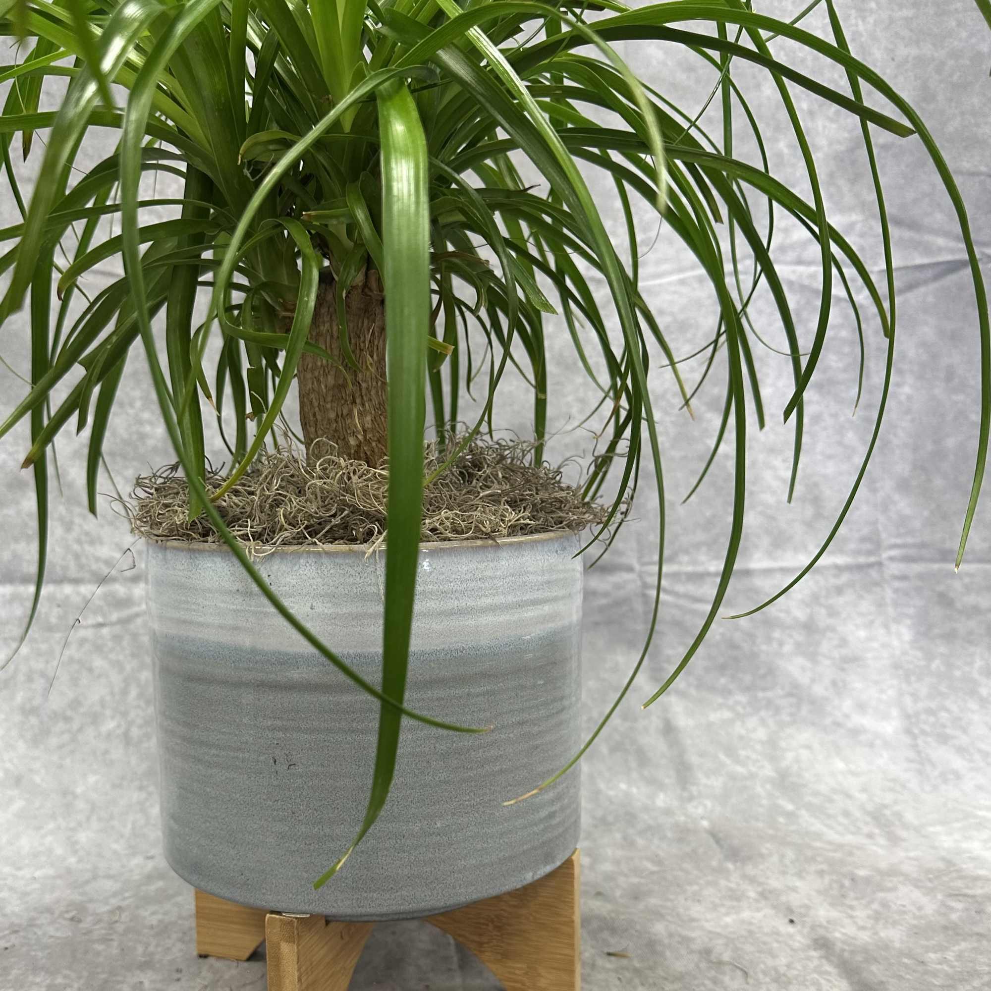 Potted ponytail palm in a gray ceramic planter on a wooden stand