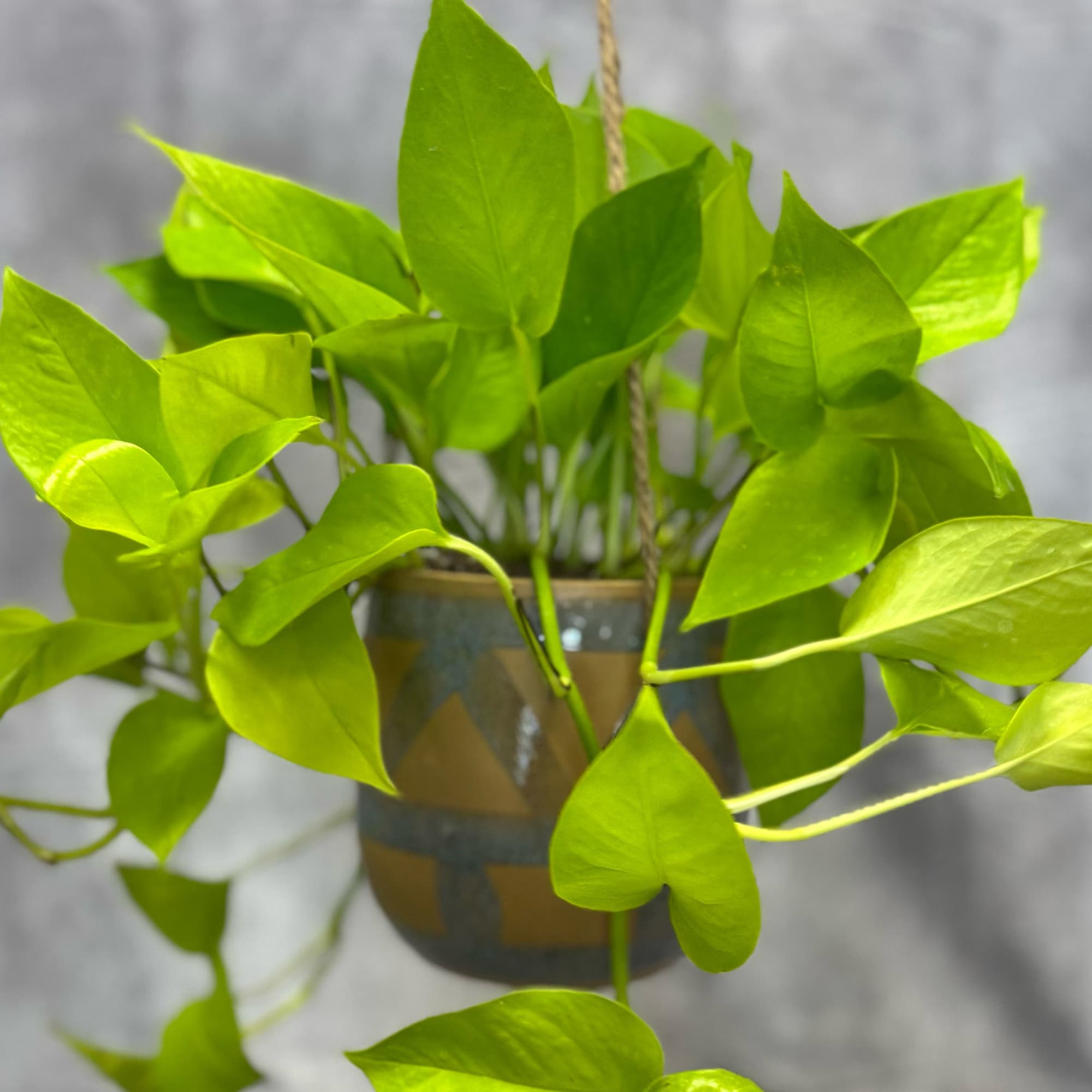 Fresh, vibrant, and effortlessly eye-catching, the Enola Hanging Ivy brings a bright