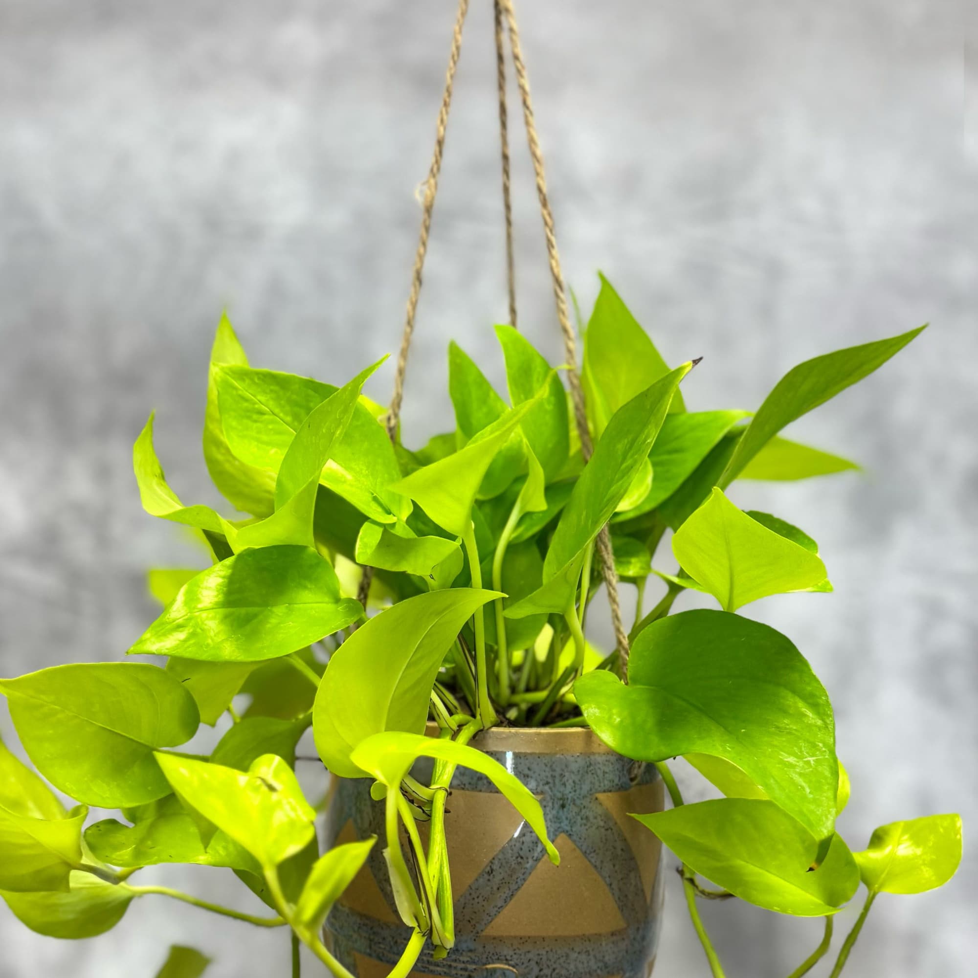 Fresh, vibrant, and effortlessly eye-catching, the Enola Hanging Ivy brings a bright, photo 2 of 2