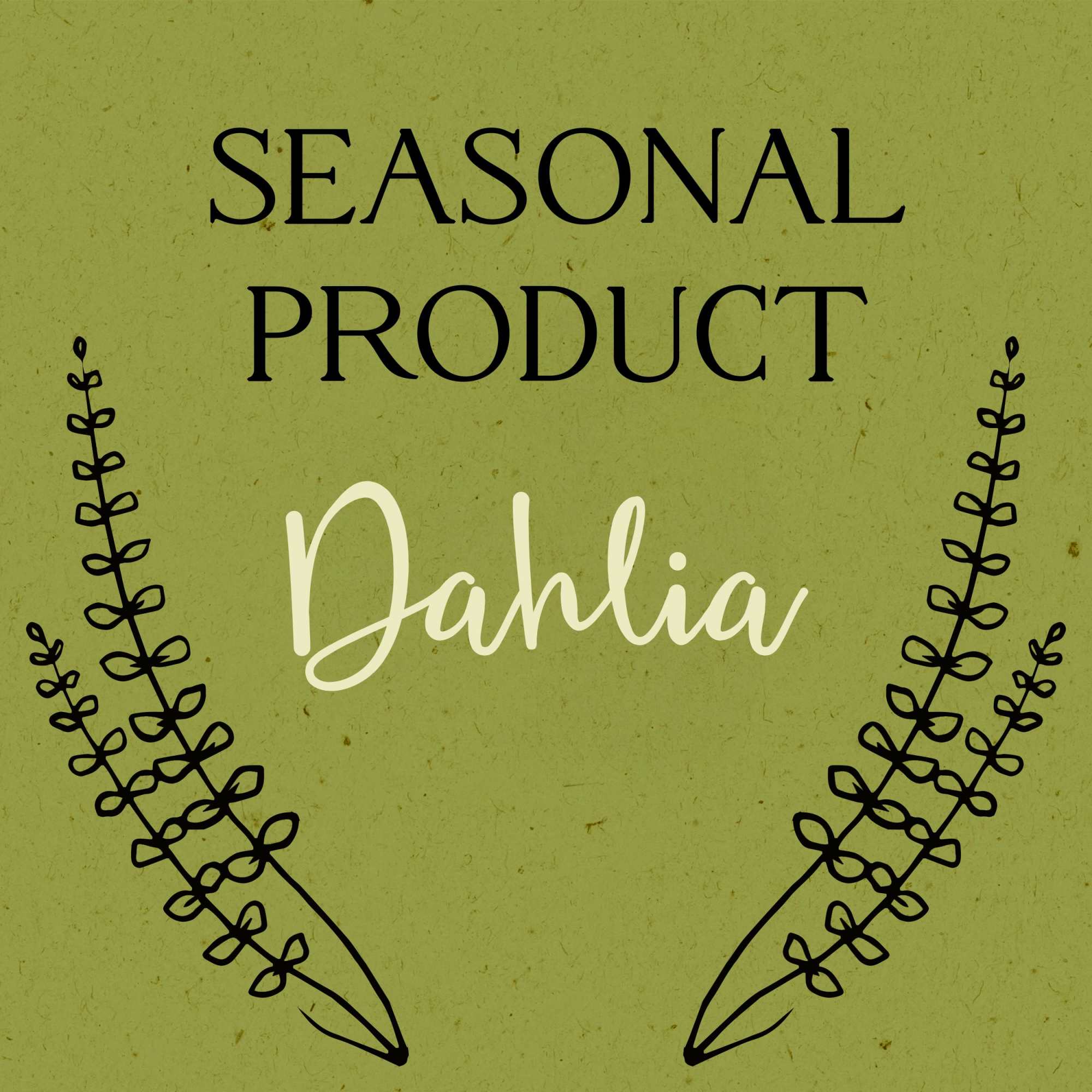 Text graphic reading Seasonal Product Dahlia on a green background
