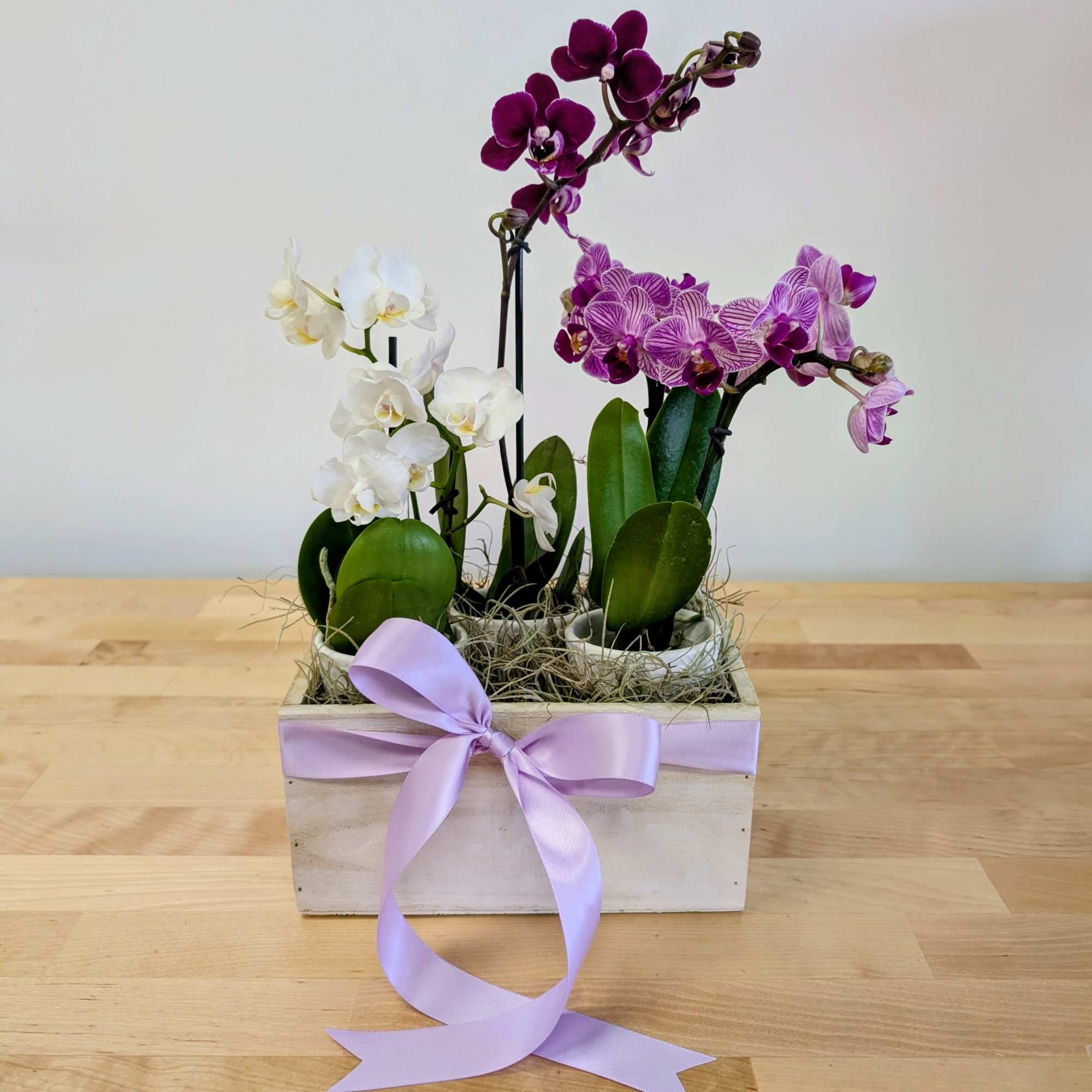 Three orchid plants arranged in a wooden box with a lavender ribbon.