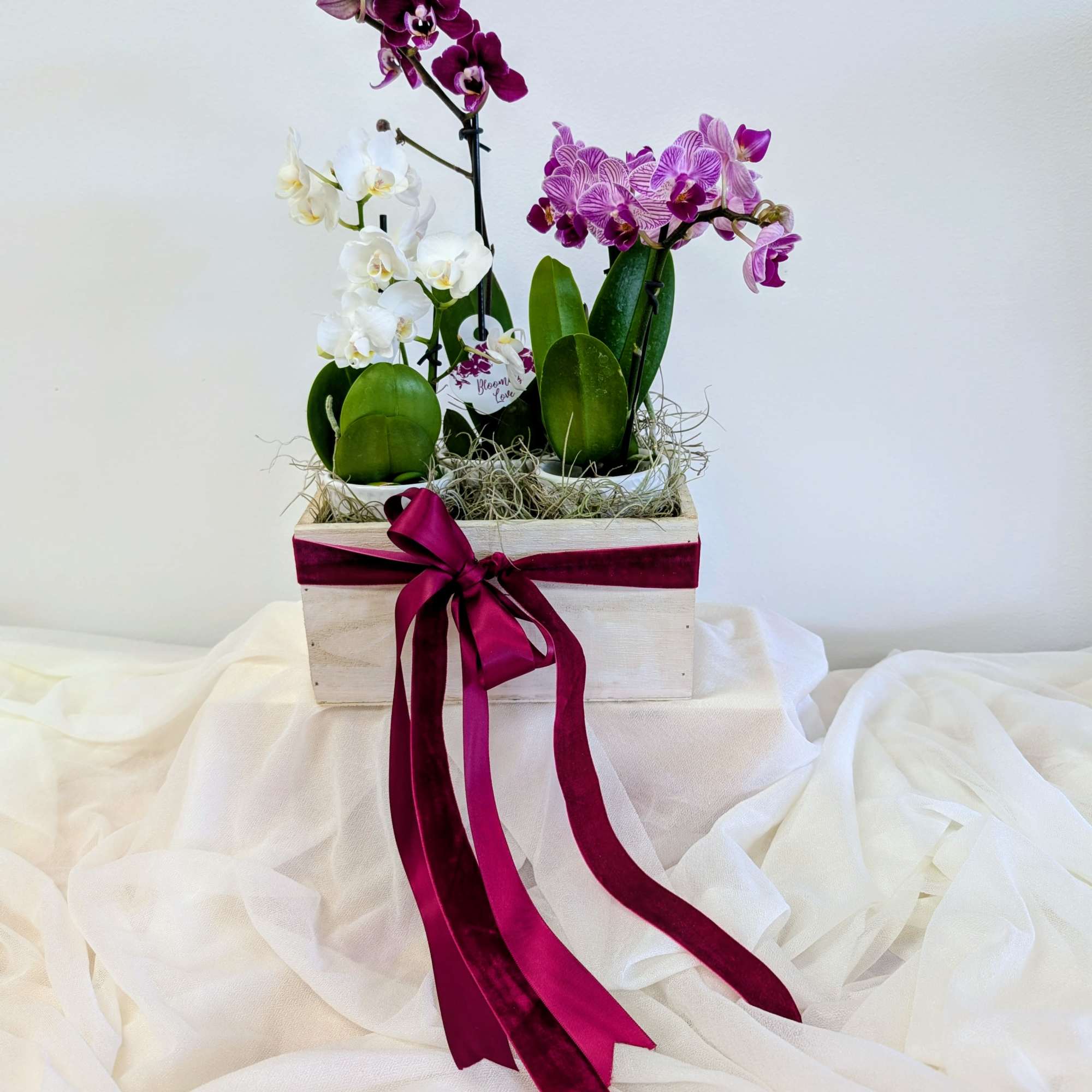 Orchid arrangement in a white box with a magenta ribbon