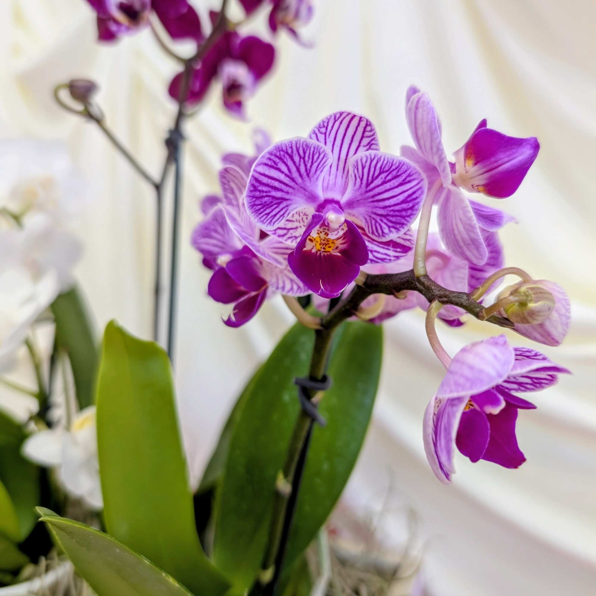 Purple orchids in a white pot with broad green leaves