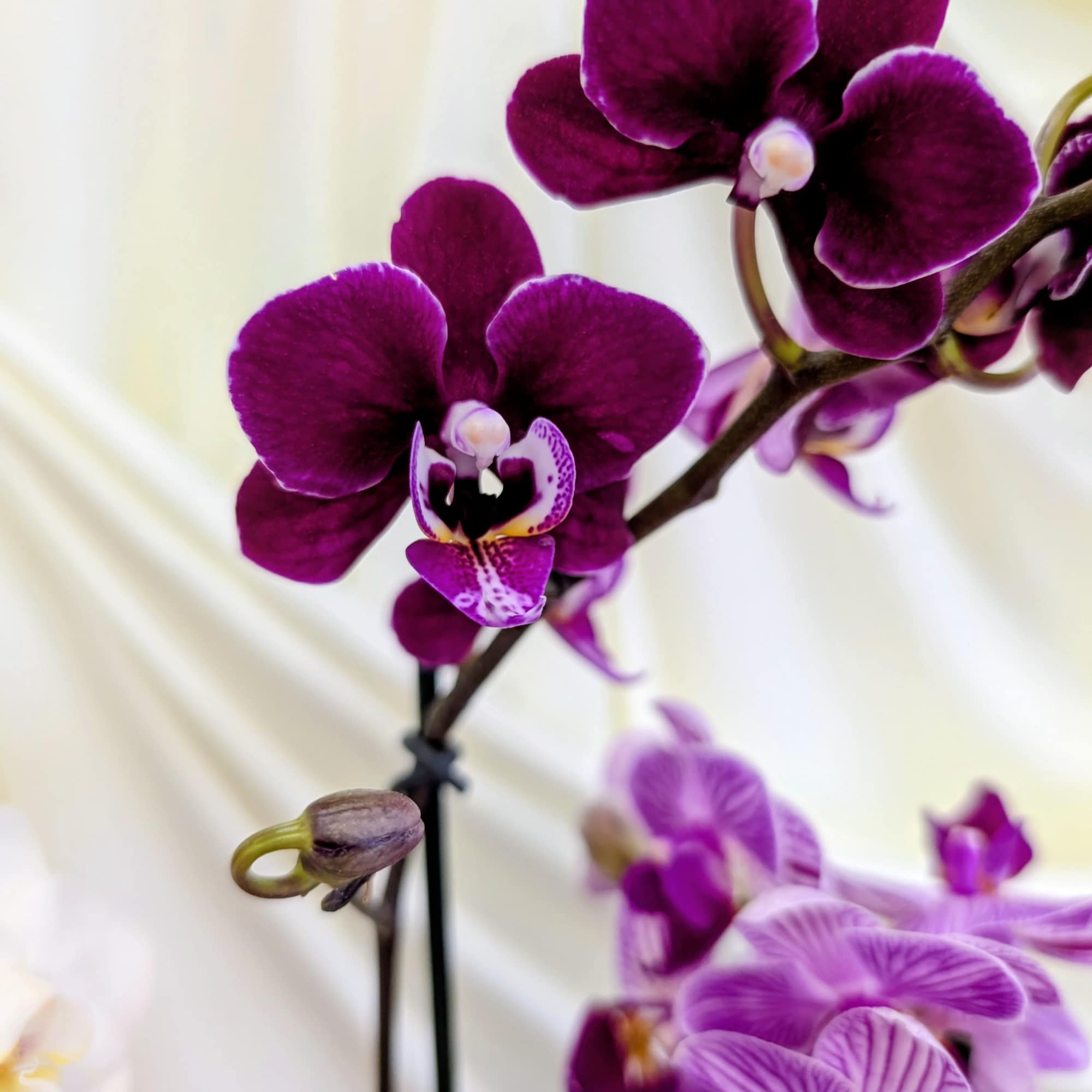Purple orchid blooms on arching stems against a light background
