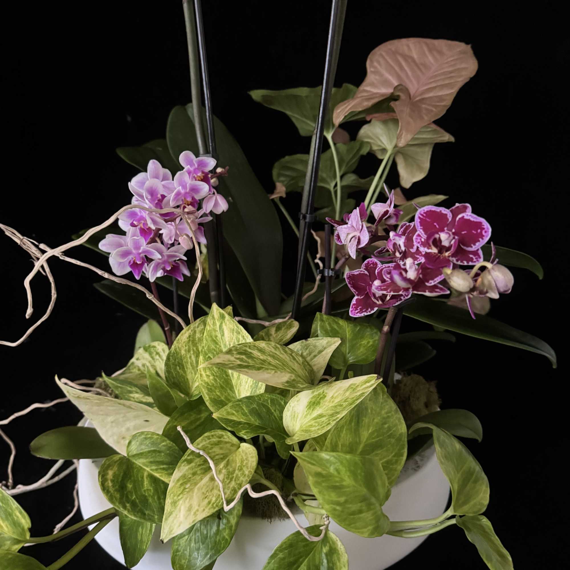 A beautiful Orchid Garden, featuring large, double spike orchid. Also include 2, photo 2 of 3