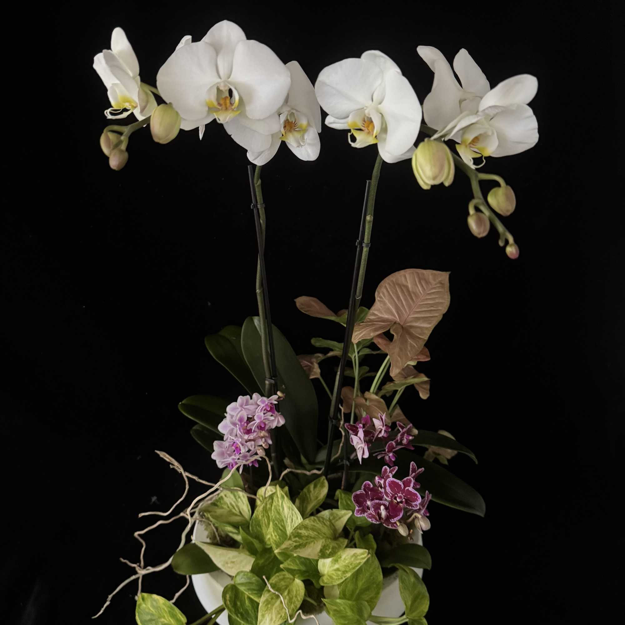 A beautiful Orchid Garden, featuring large, double spike orchid. Also include 2, photo 3 of 3