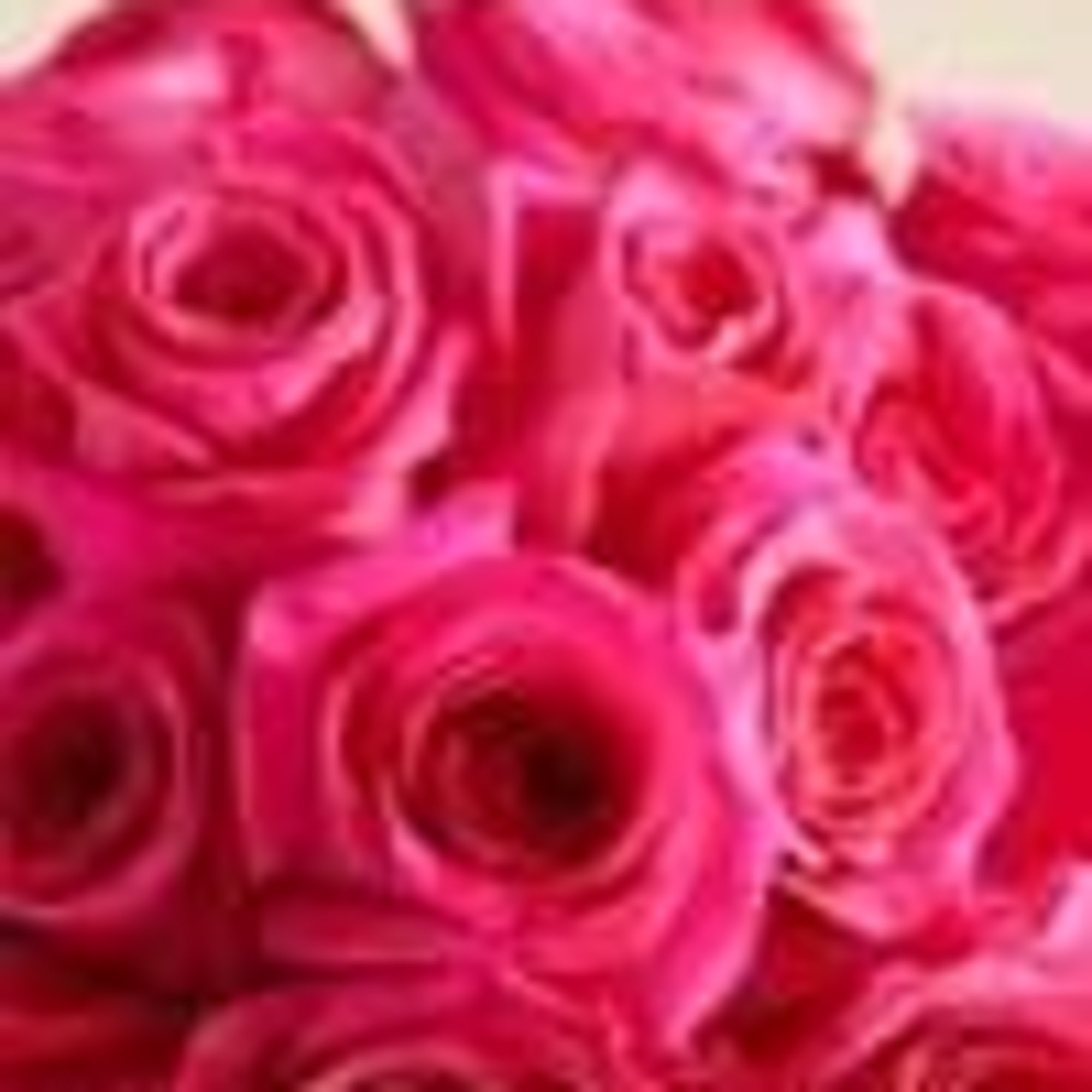 Close-up of bright pink roses clustered together