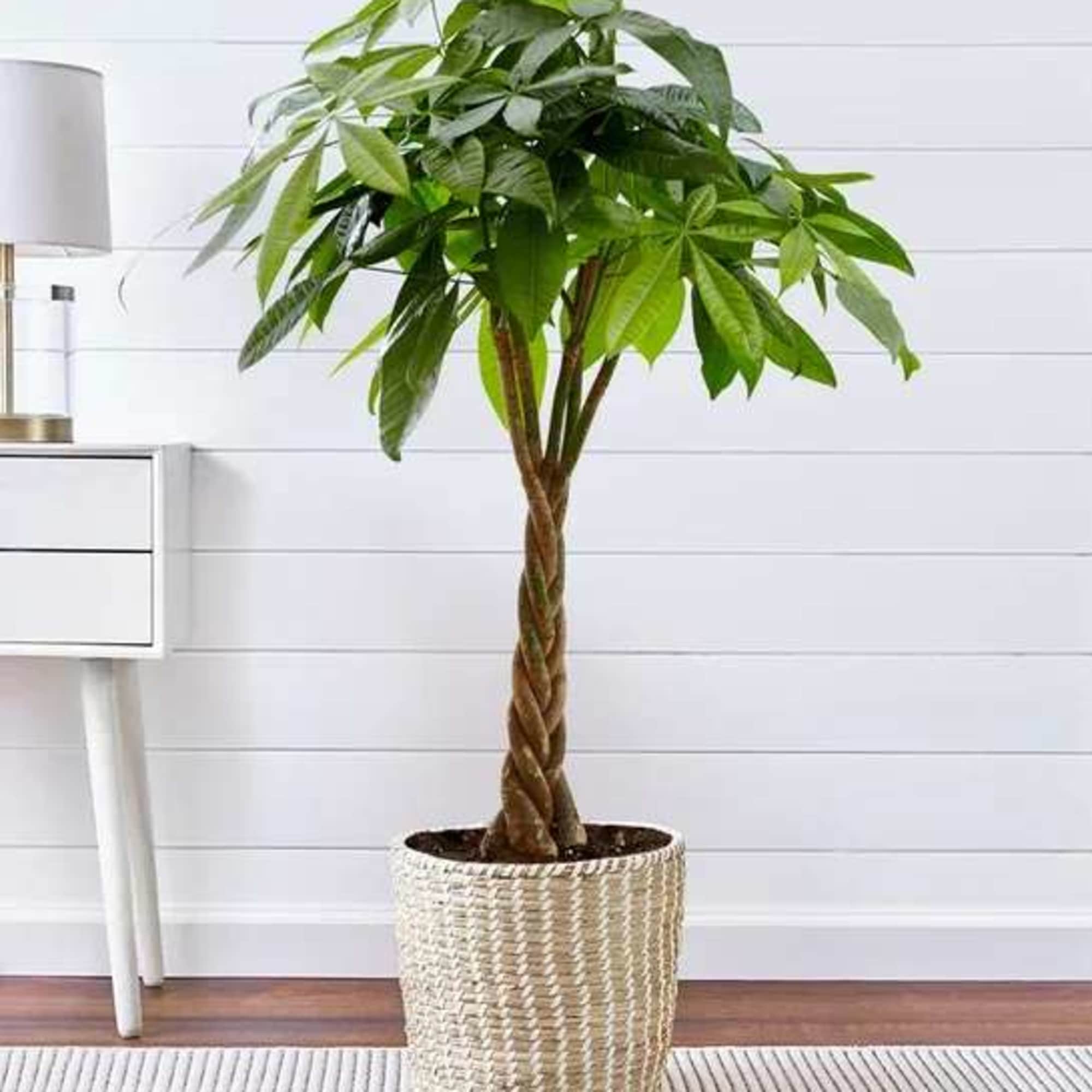 Potted money tree plant in a woven basket planter