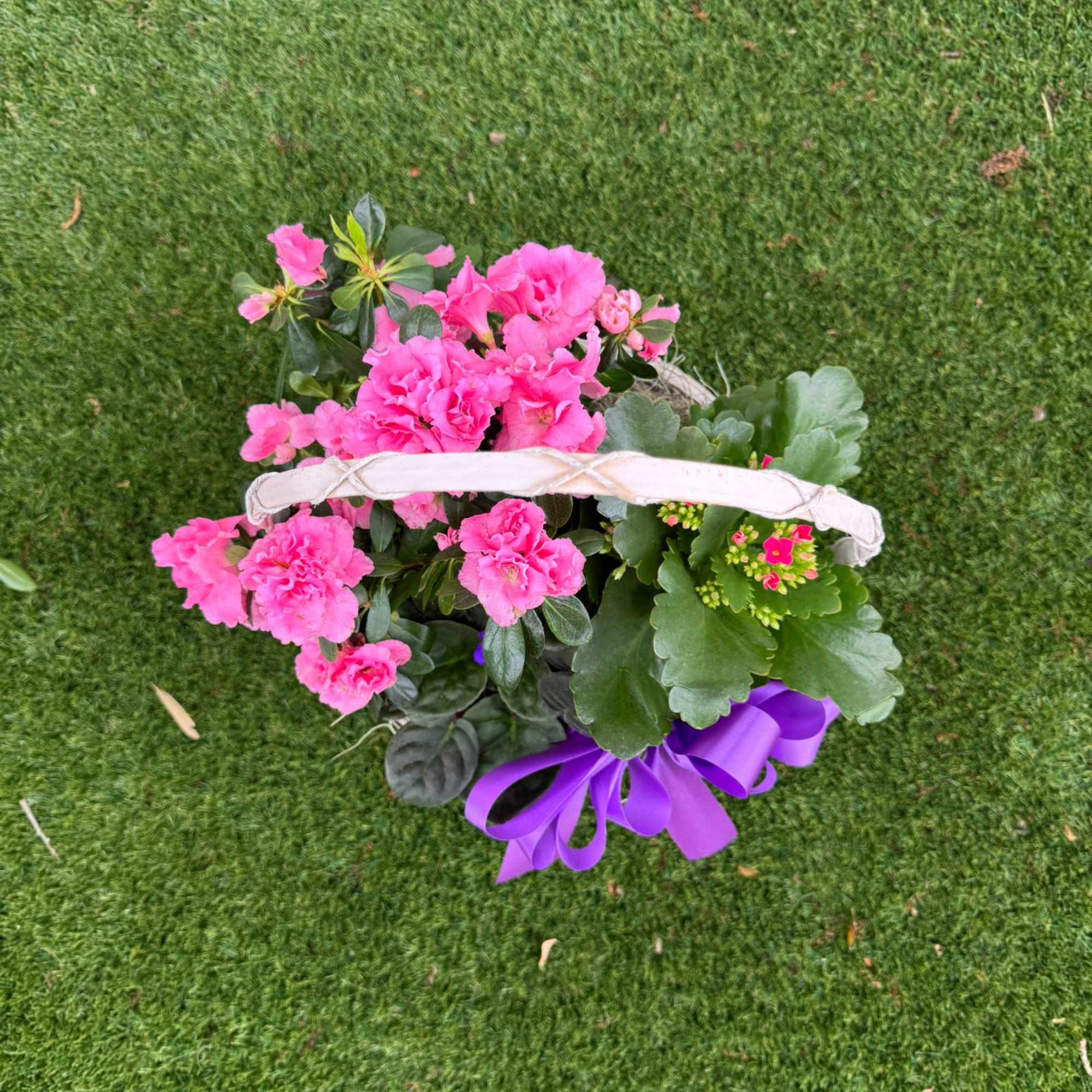 Pink potted flowers with a purple ribbon on grass