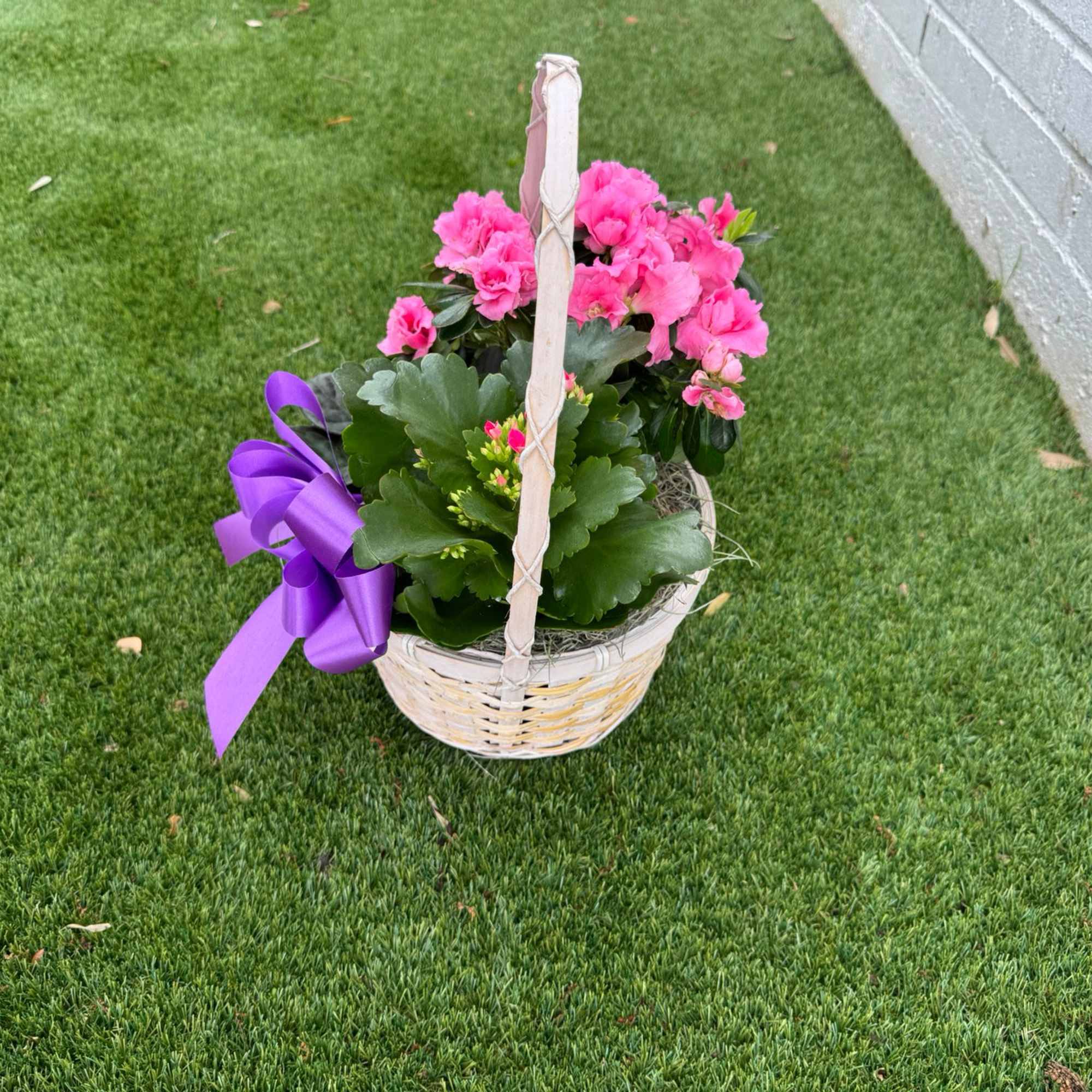 Pink flowering plant in a wicker basket with a purple ribbon