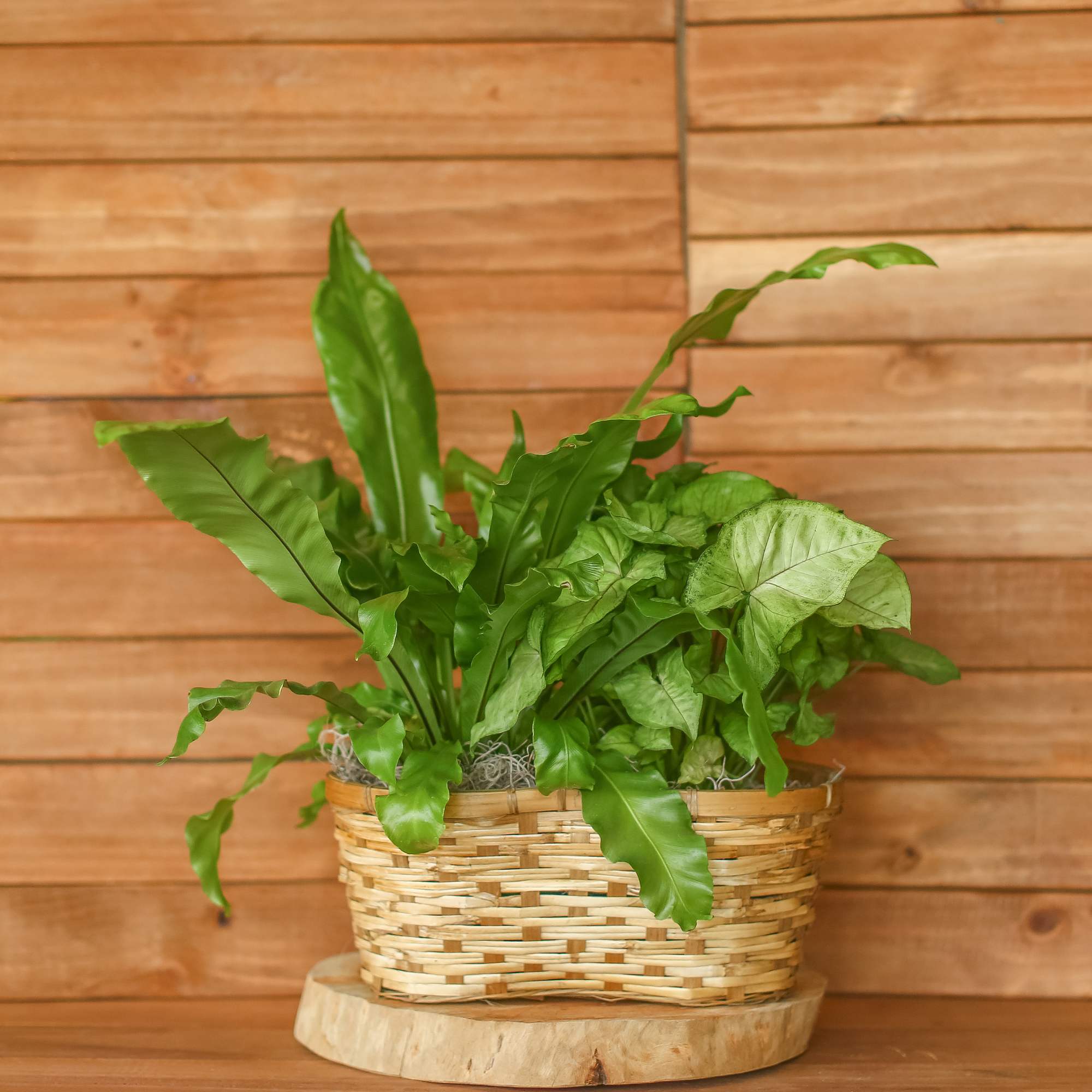 Green potted fern in a woven basket planter