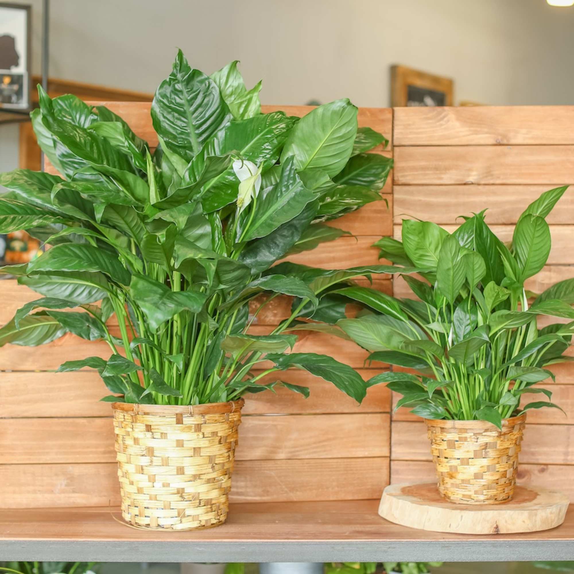 Two potted green houseplants in woven baskets on a wooden display