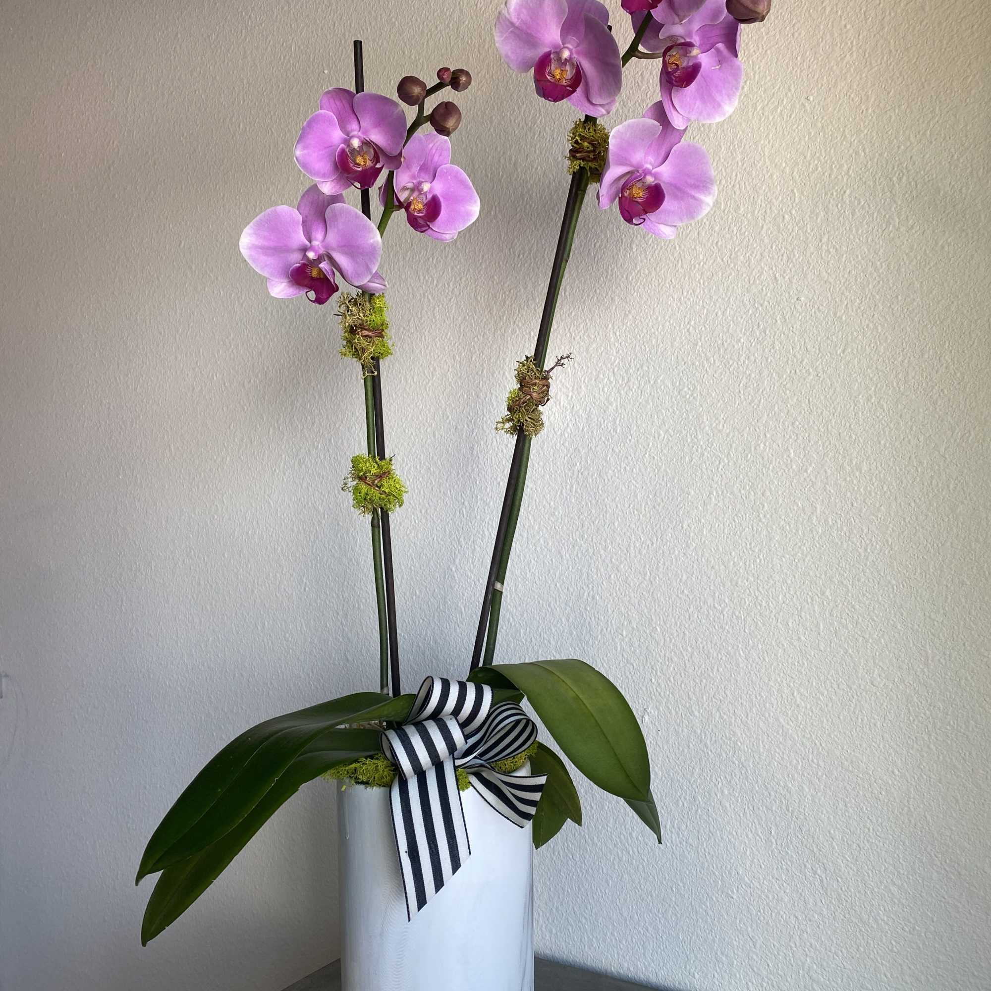 Tall pink orchid plant in a white cylinder vase with a black and white striped bow.