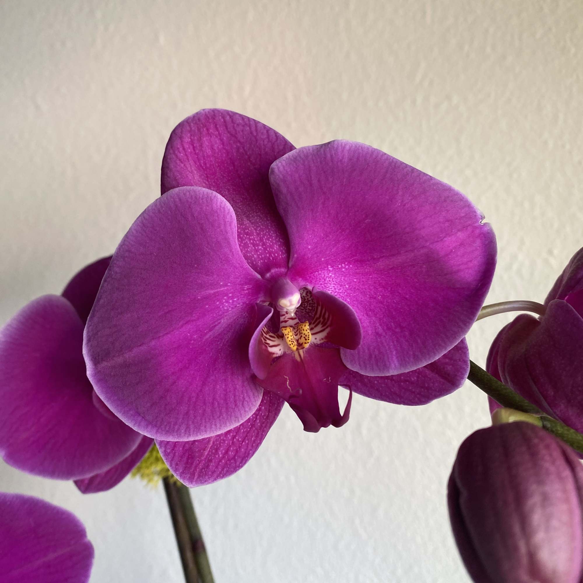 Close-up of vibrant purple phalaenopsis orchid blooms on a single stem