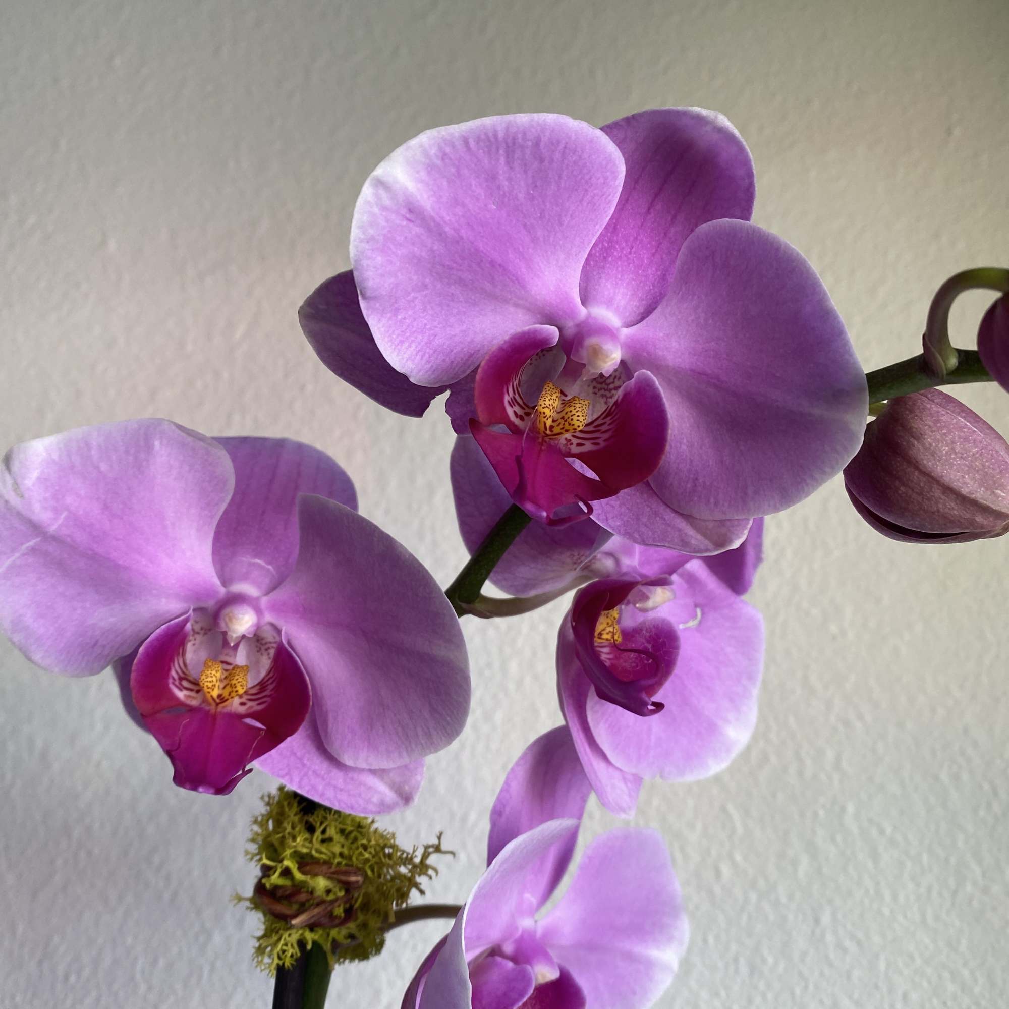 Close-up of pink and magenta phalaenopsis orchid blooms on a single stem