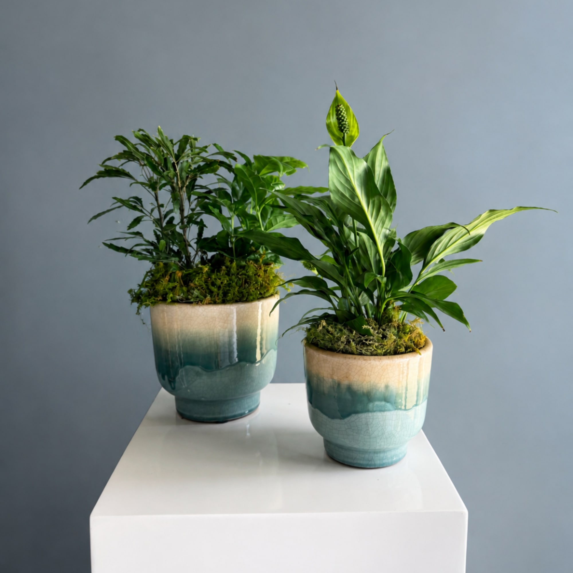Two potted green plants in blue ceramic pots on a white pedestal