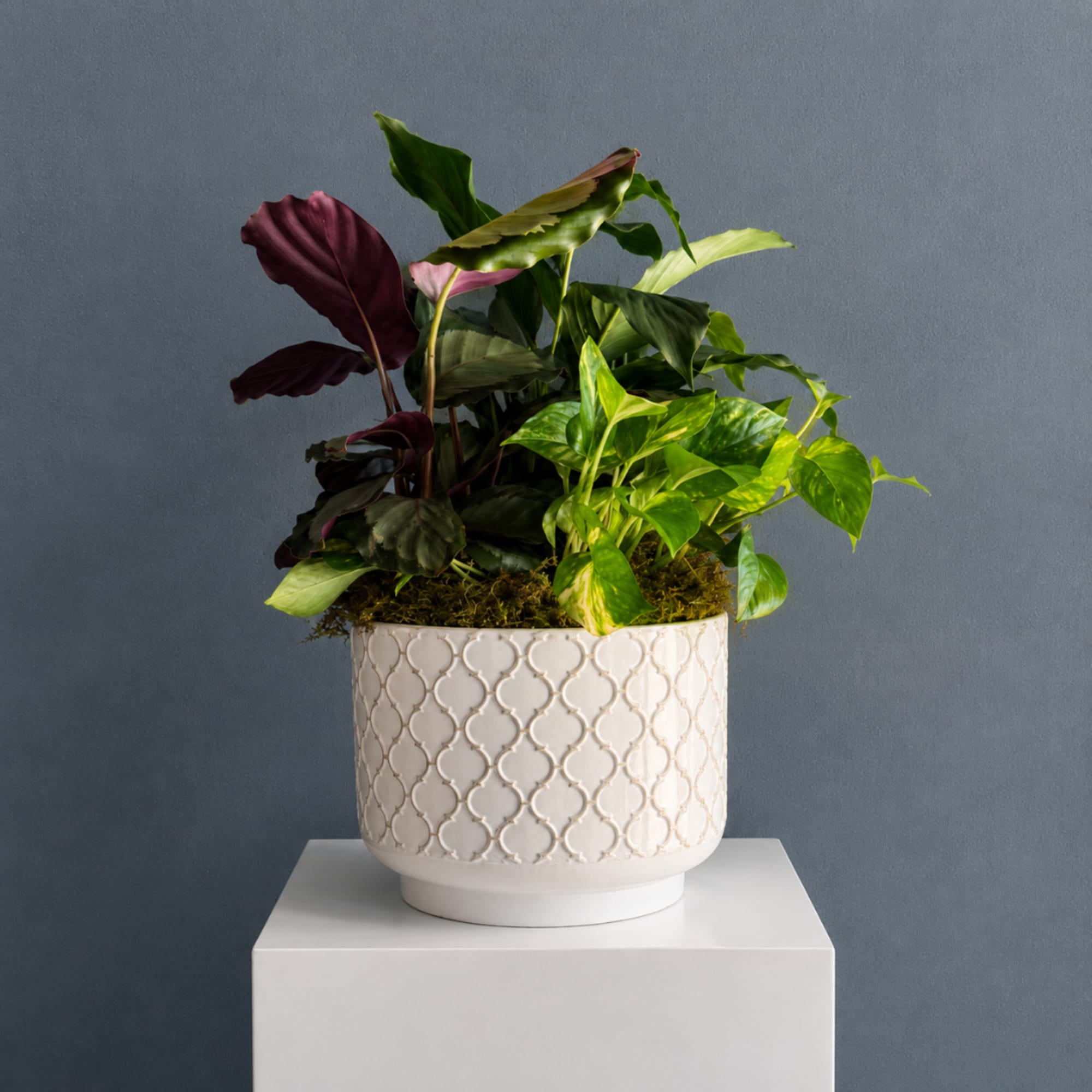 Potted tropical houseplant with variegated leaves in a white ceramic planter