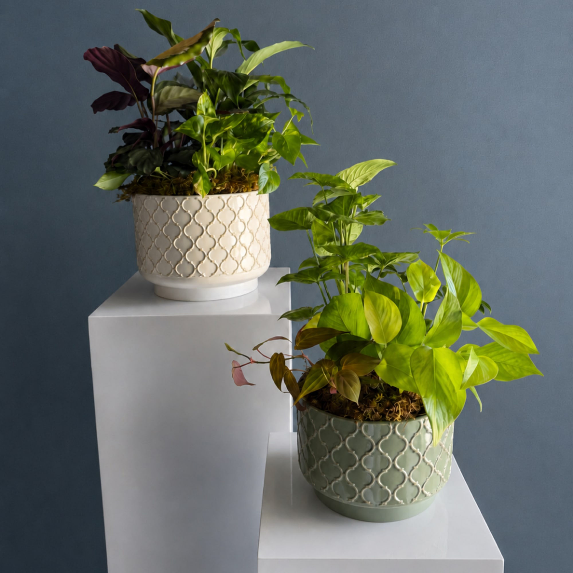 Two potted houseplants in decorative ceramic containers on white pedestals