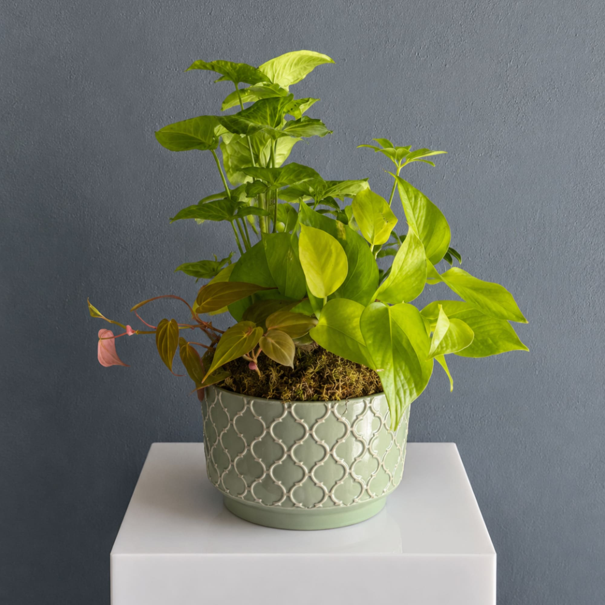 Potted green houseplant in a patterned ceramic pot