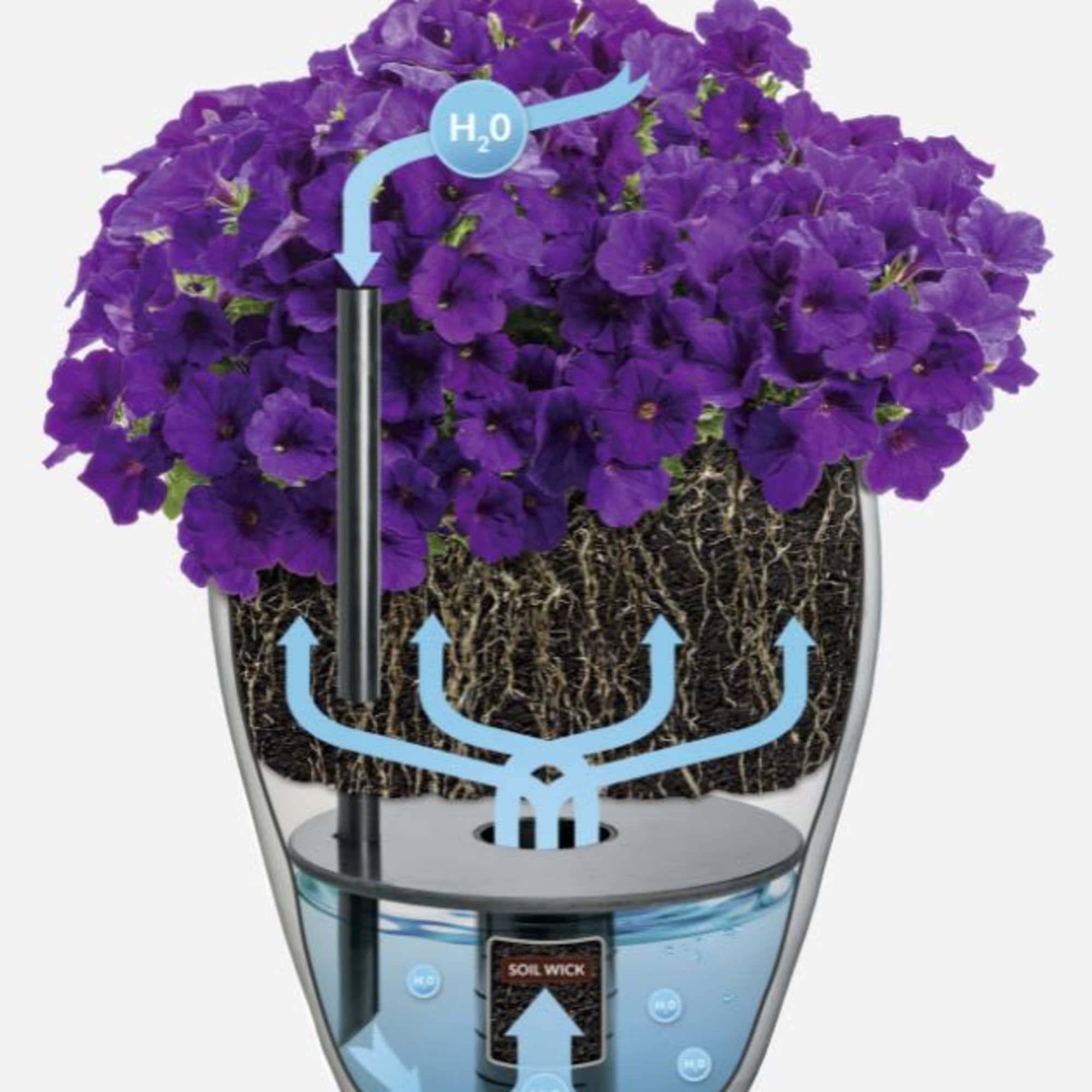 Purple flowers in a clear self-watering planter