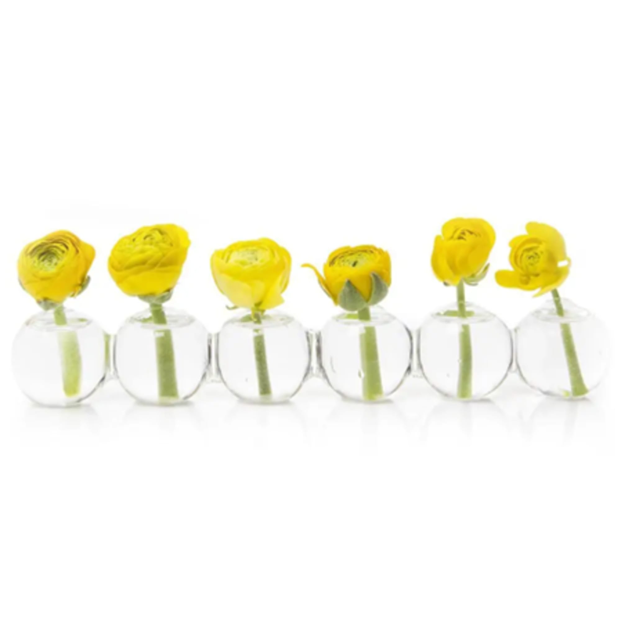 Six yellow ranunculus stems in clear glass bud vases