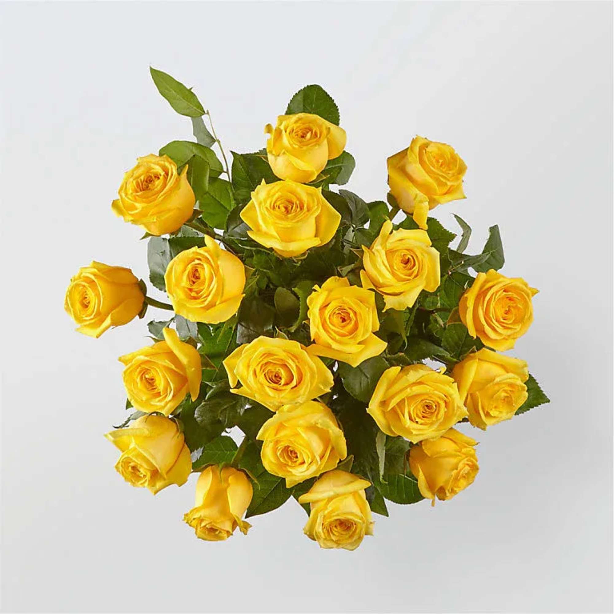 Bouquet of yellow roses with green foliage on a white background